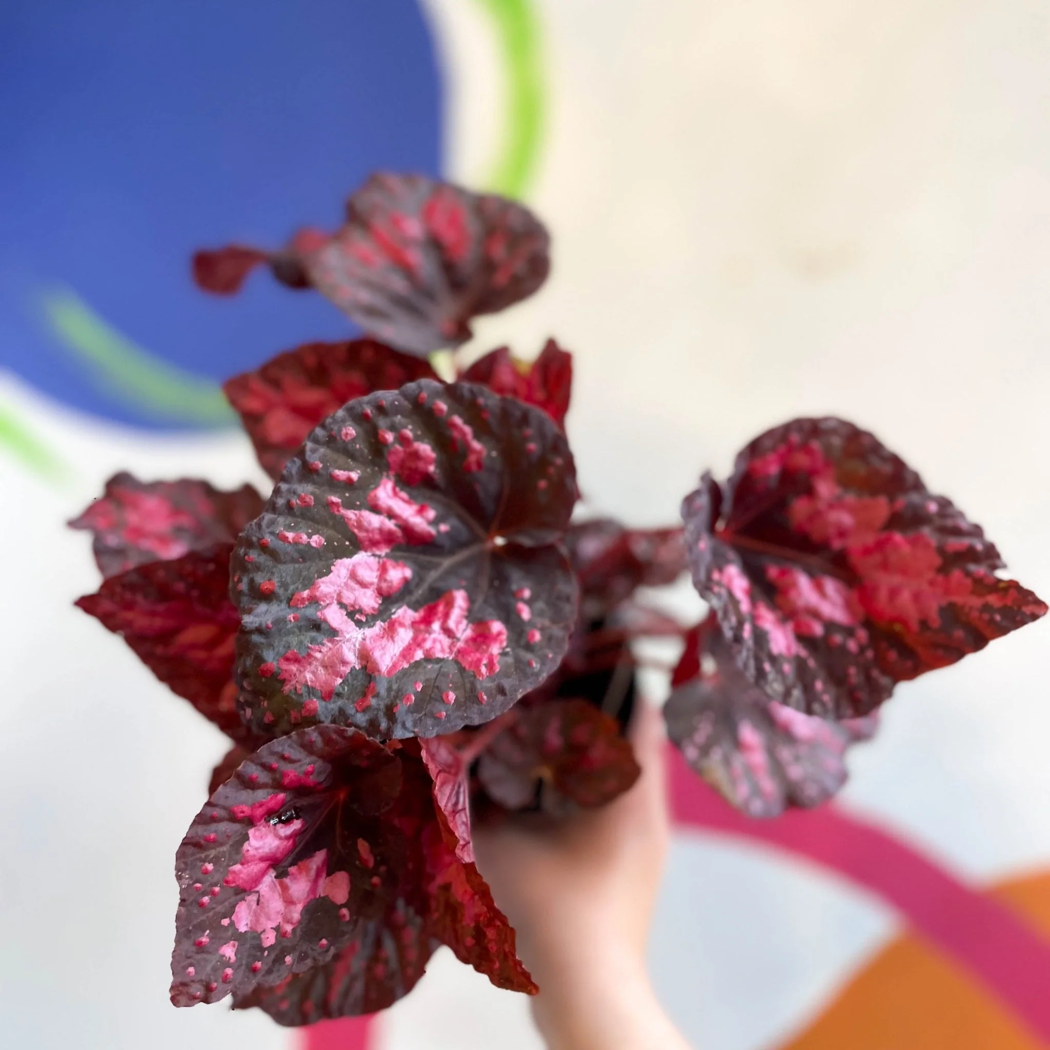 Begonia 'Vesuvius' - Welsh Grown - Image 15