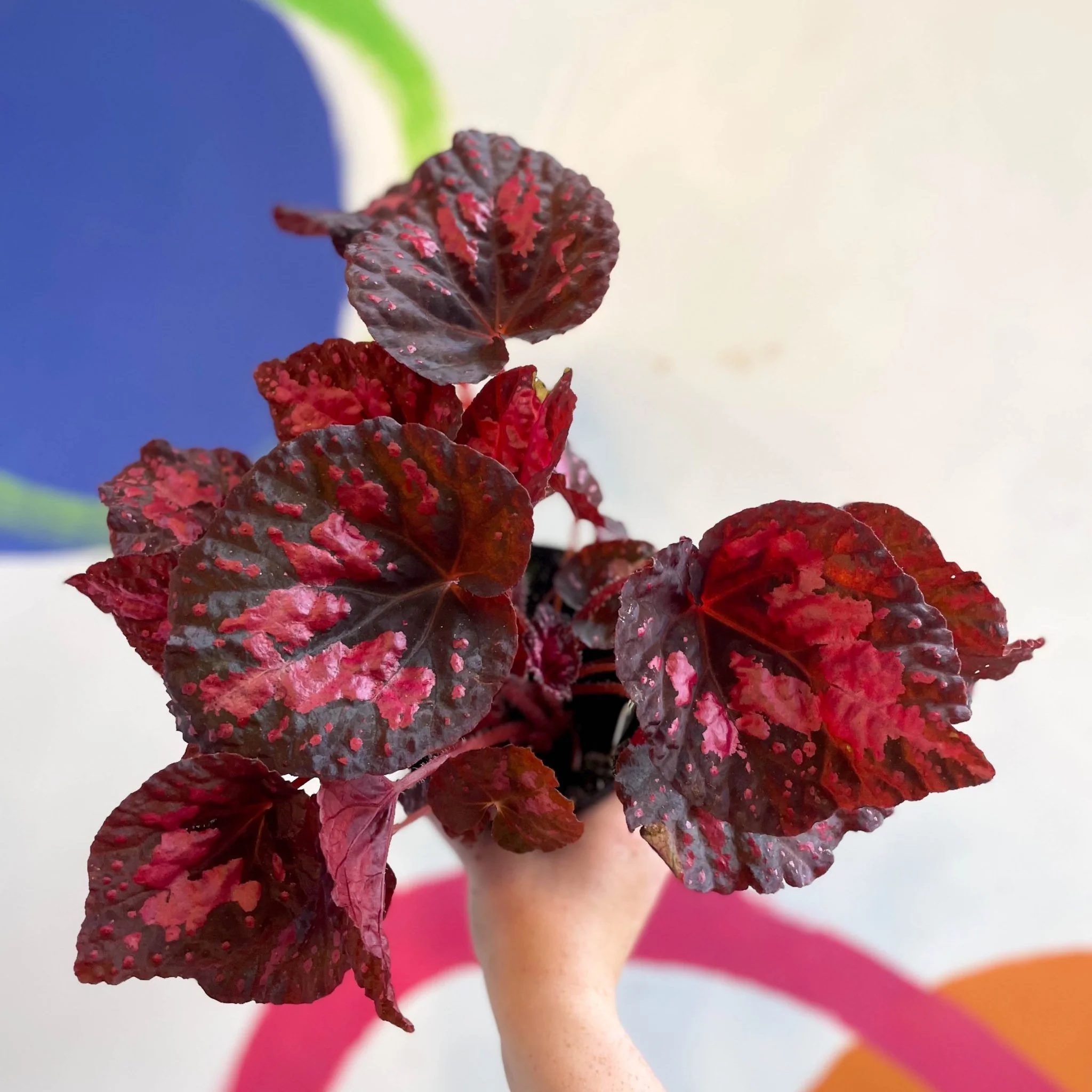 Begonia 'Vesuvius' - Welsh Grown - Image 16
