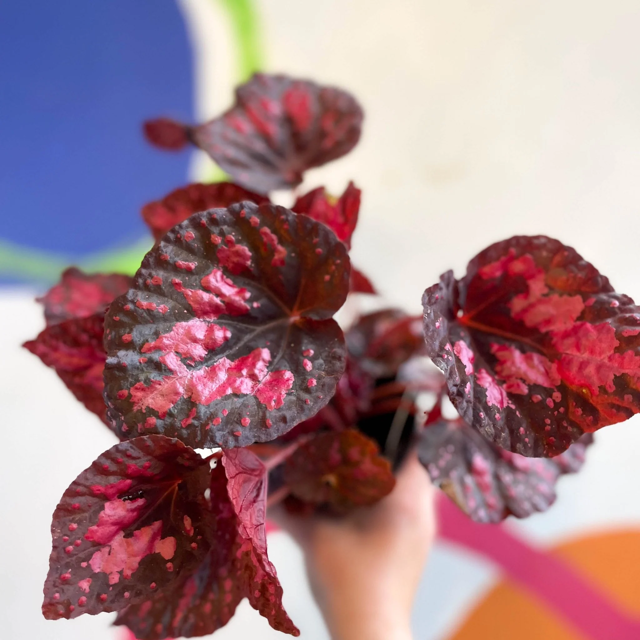 Begonia 'Vesuvius' - Welsh Grown - Image 2