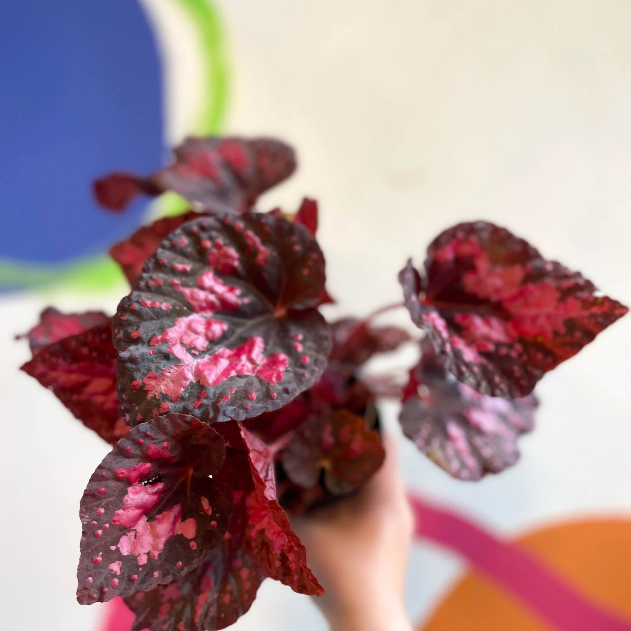 Begonia 'Vesuvius' - Welsh Grown - Image 3