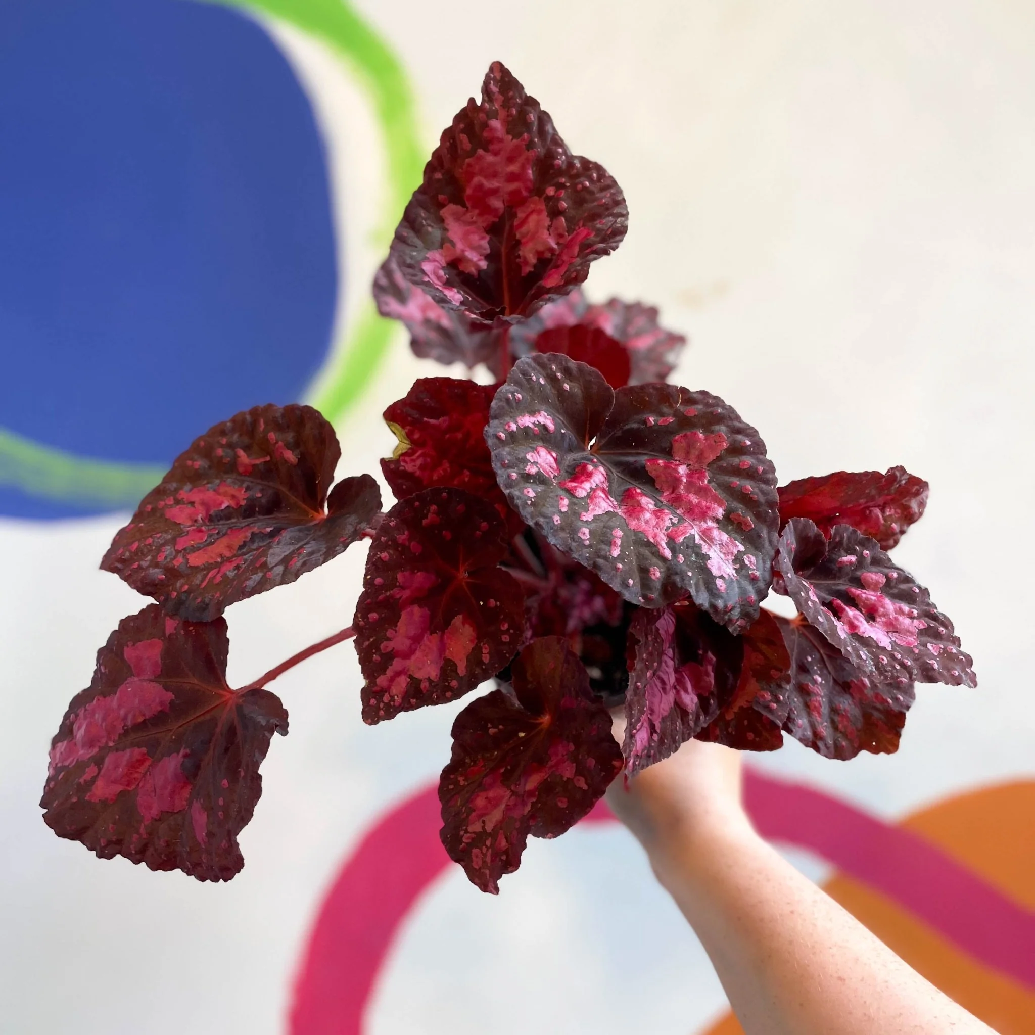 Begonia 'Vesuvius' - Welsh Grown - Image 4