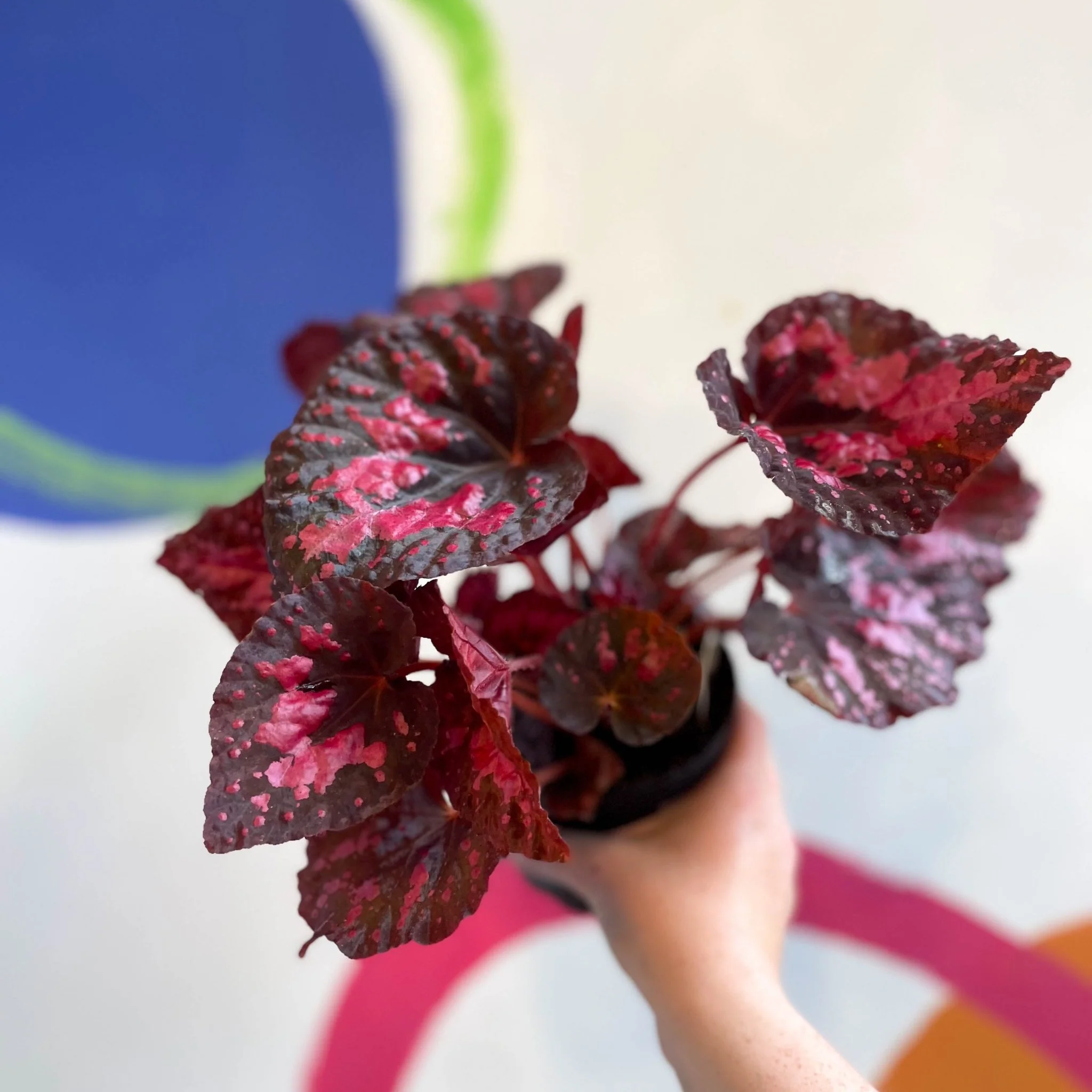 Begonia 'Vesuvius' - Welsh Grown - Image 5