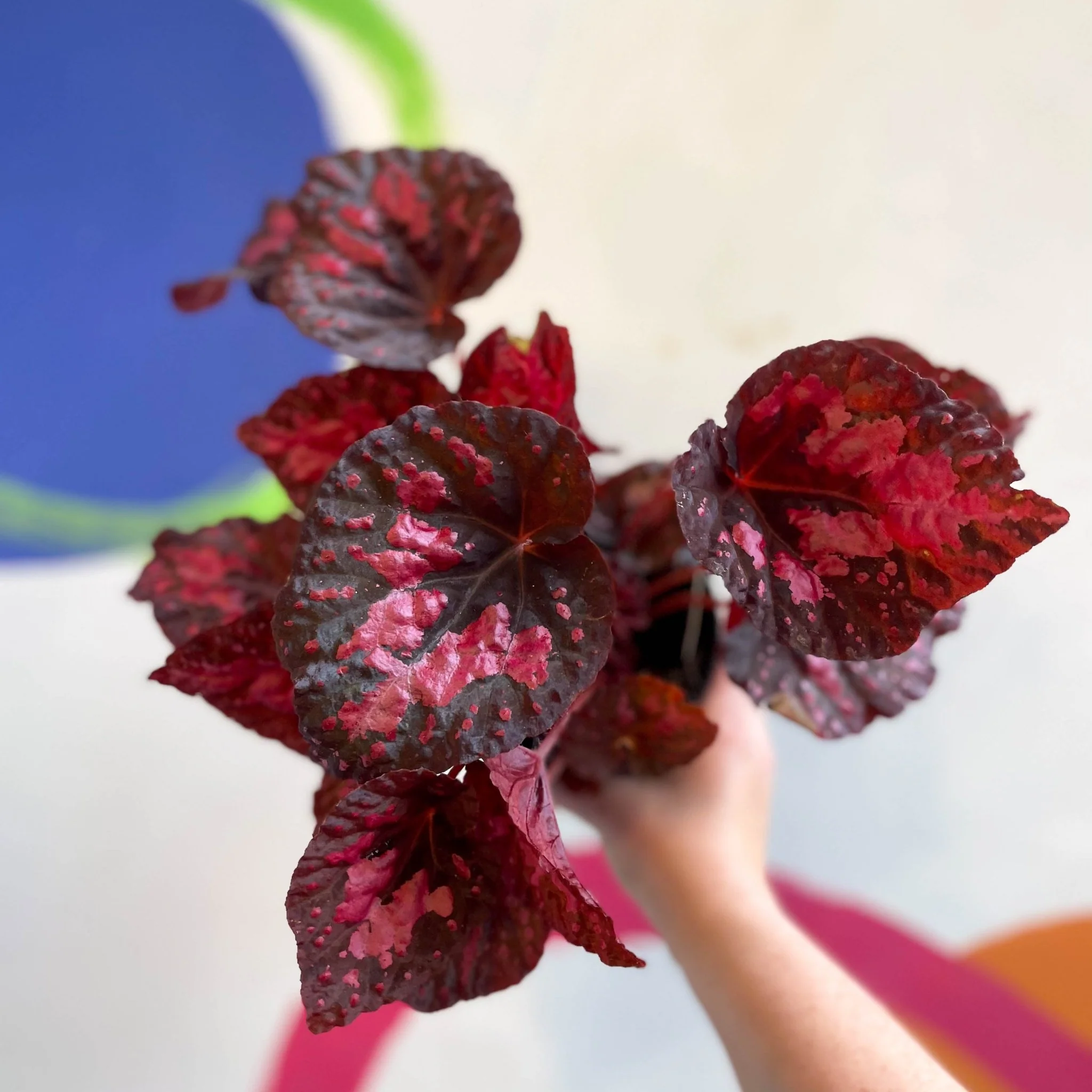 Begonia 'Vesuvius' - Welsh Grown - Image 6
