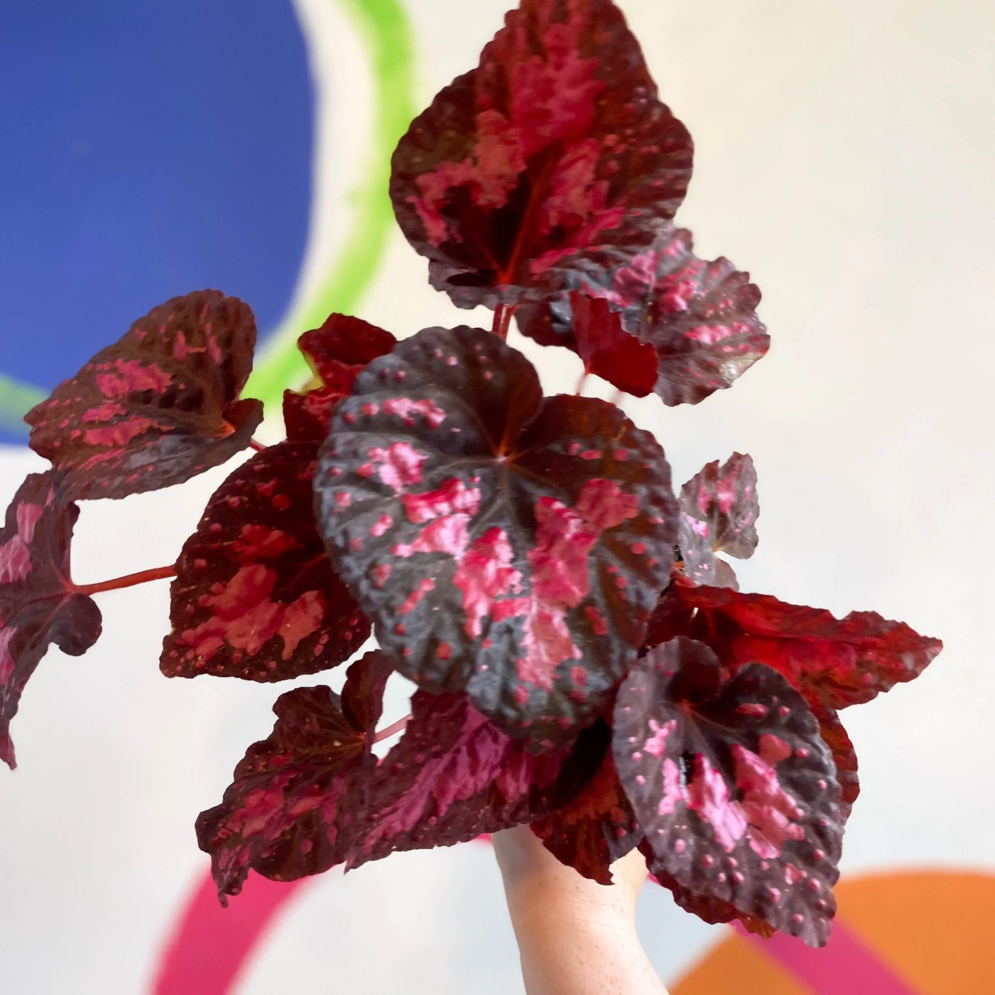 Begonia 'Vesuvius' - Welsh Grown - Image 7
