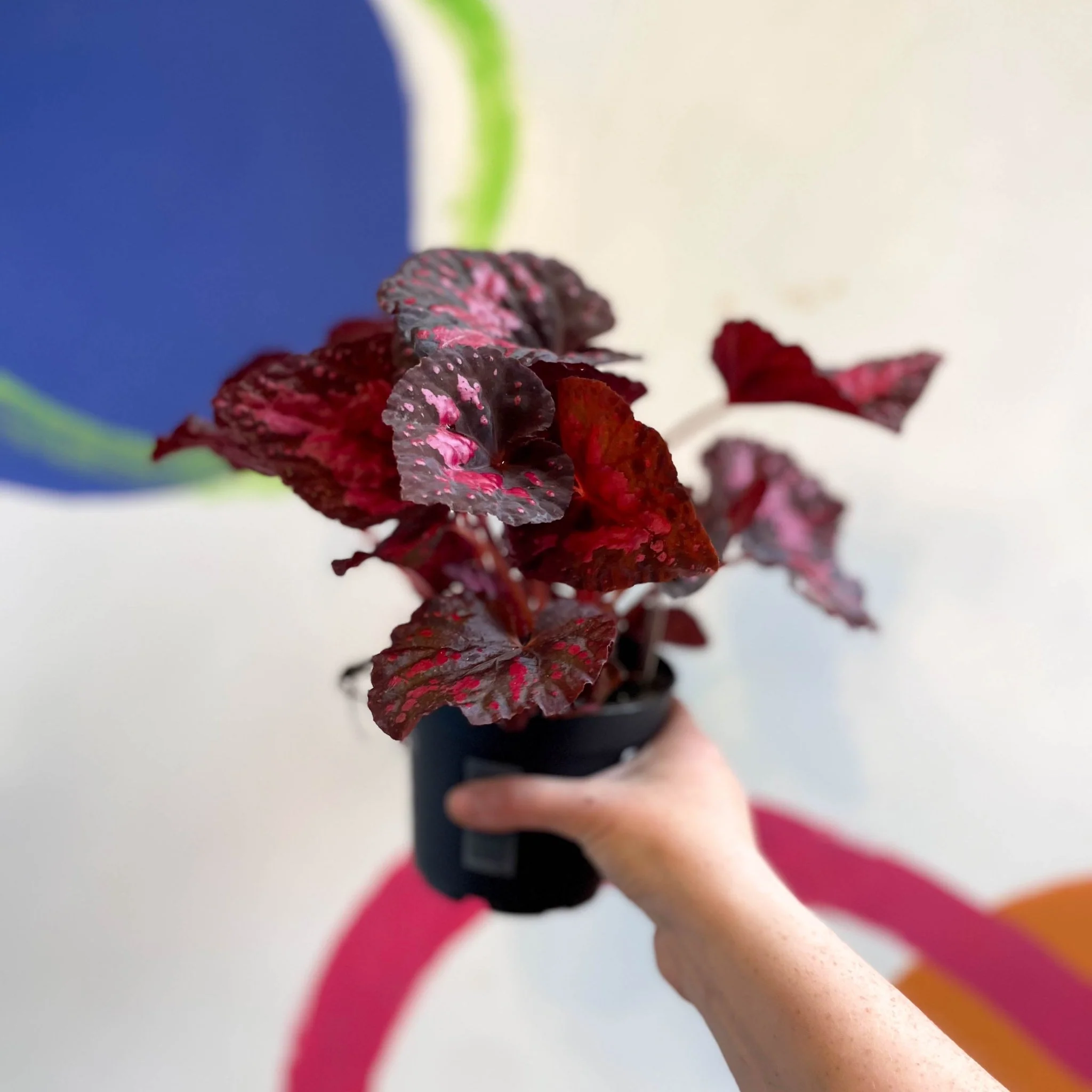 Begonia 'Vesuvius' - Welsh Grown - Image 8