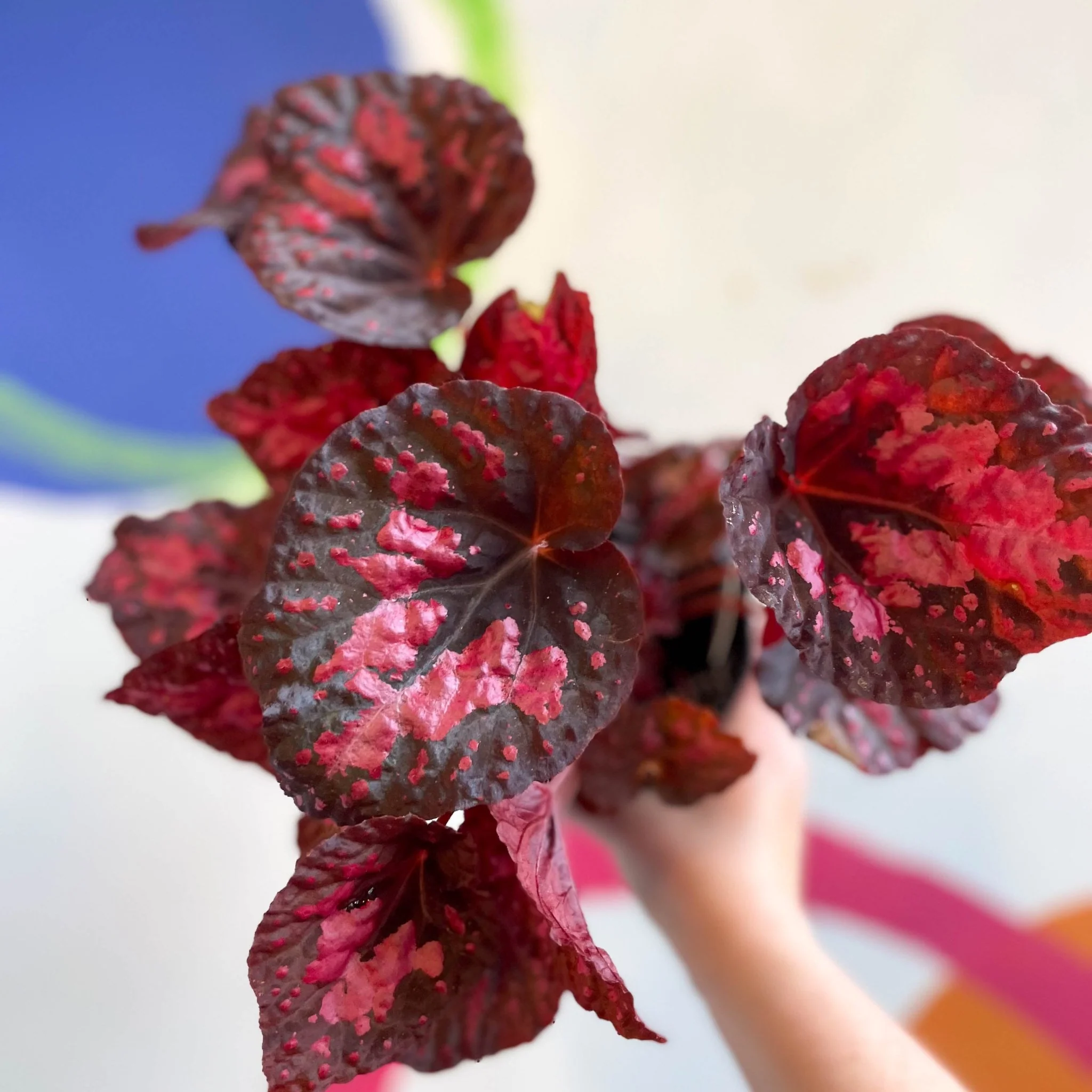 Begonia 'Vesuvius' - Welsh Grown - Image 9
