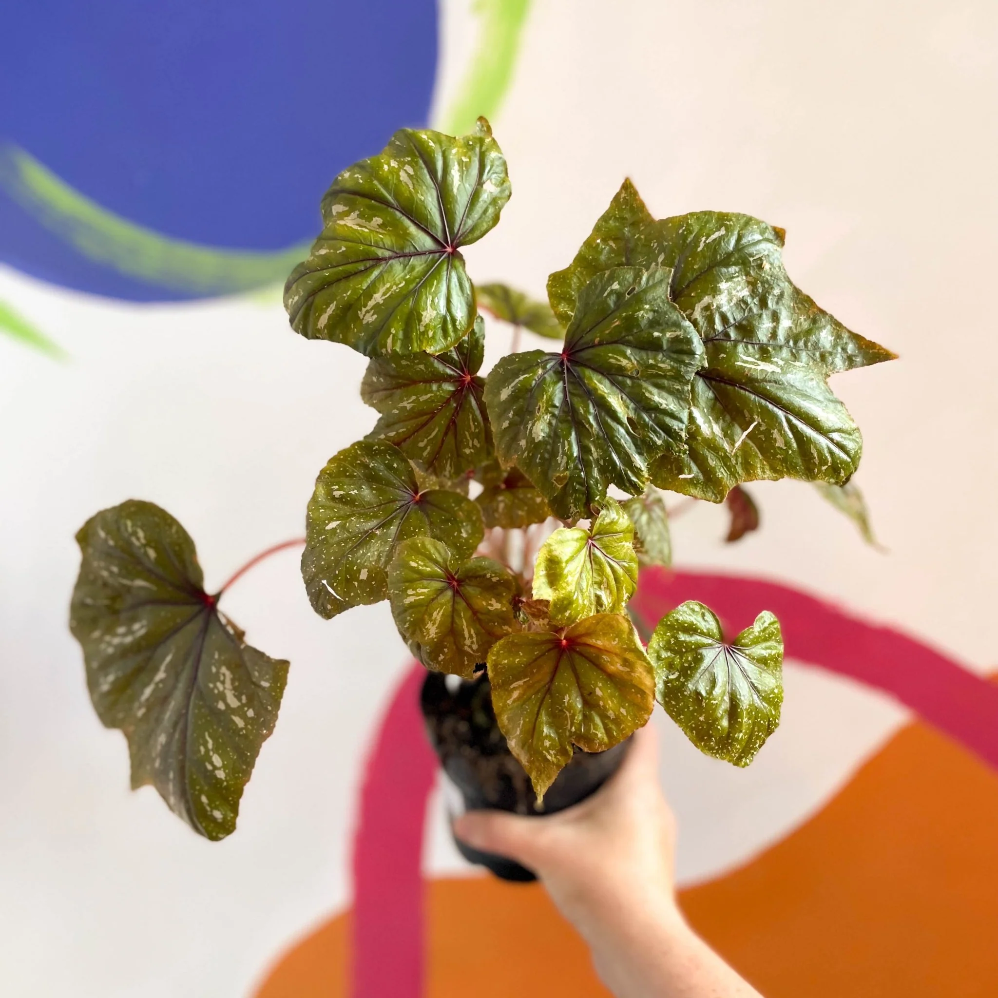 Begonia wollnyii syn. williamsii - Welsh Grown