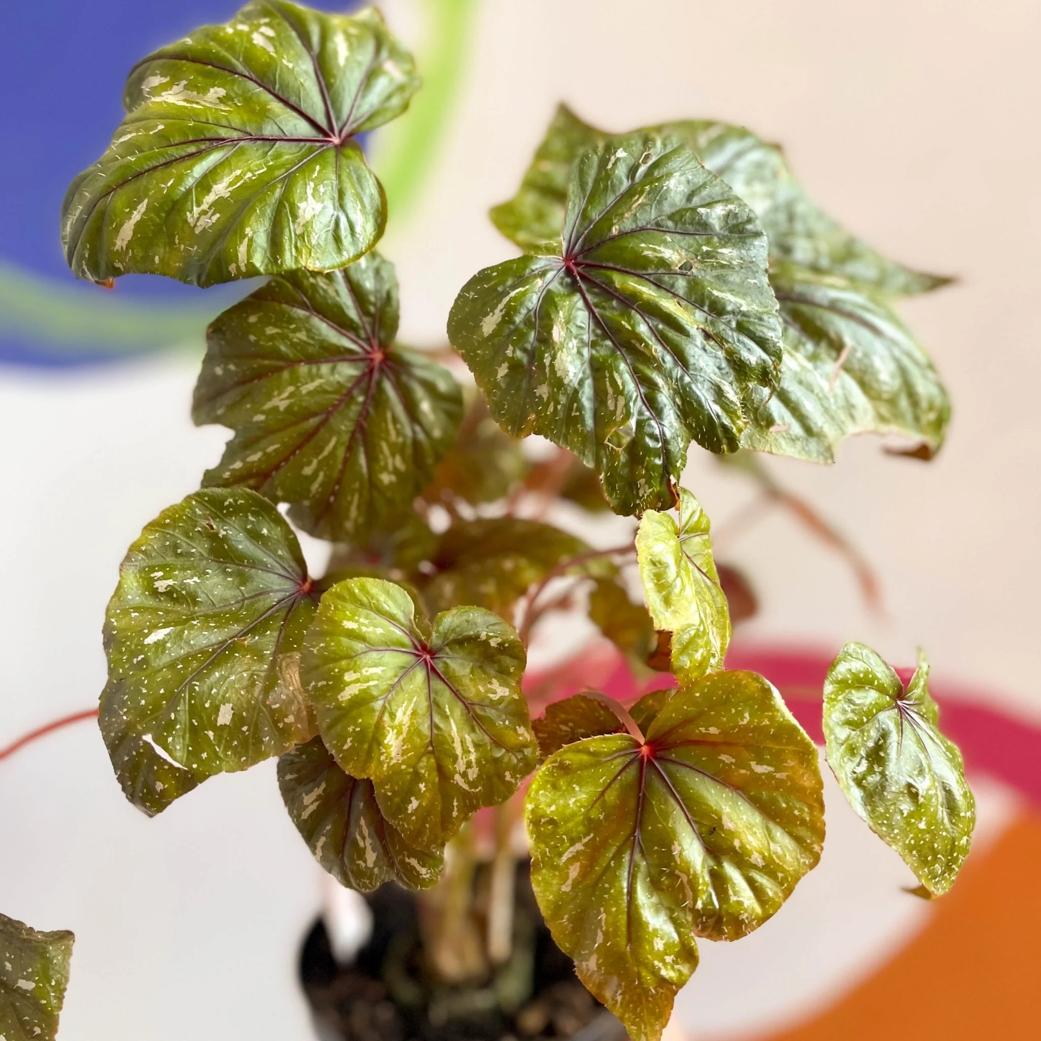 Begonia wollnyii syn. williamsii - Welsh Grown - Image 2