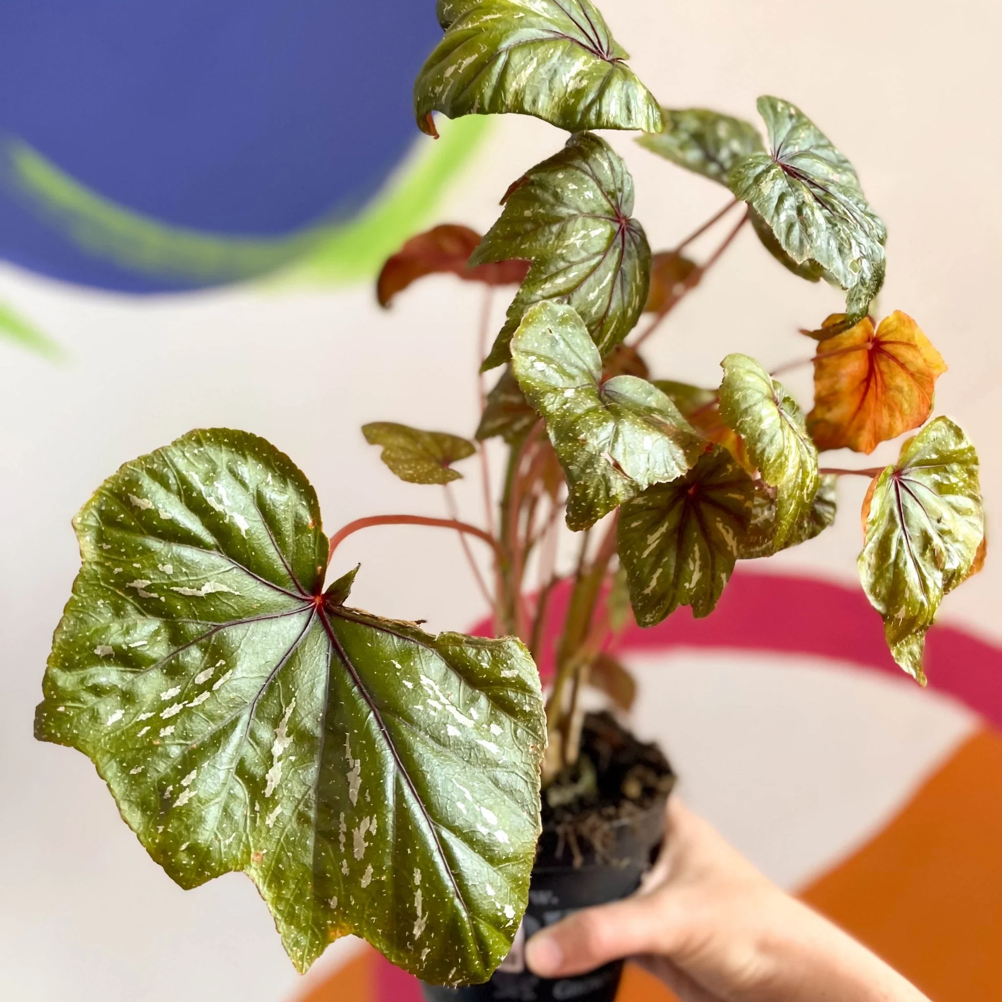 Begonia wollnyii syn. williamsii - Welsh Grown - Image 3
