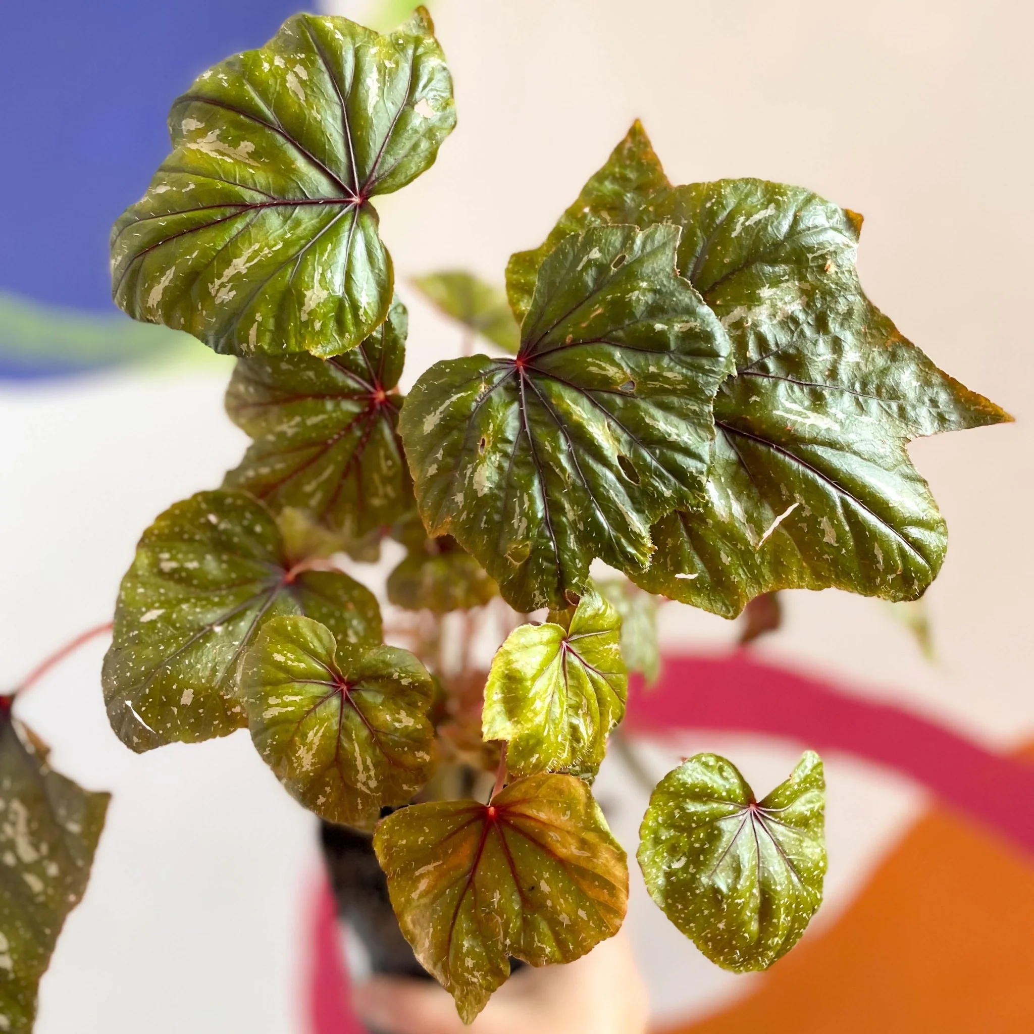 Begonia wollnyii syn. williamsii - Welsh Grown - Image 4
