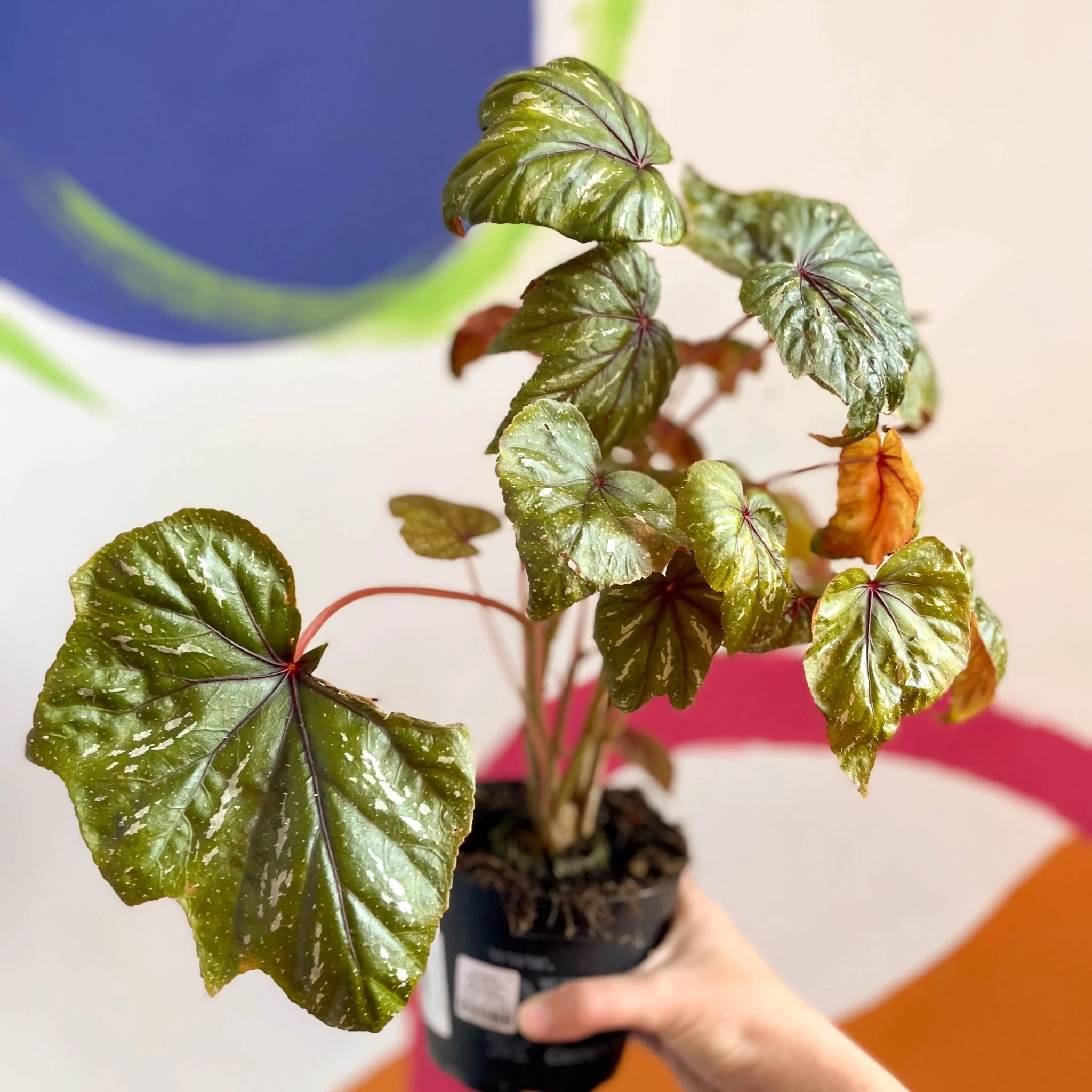 Begonia wollnyii syn. williamsii - Welsh Grown - Image 5
