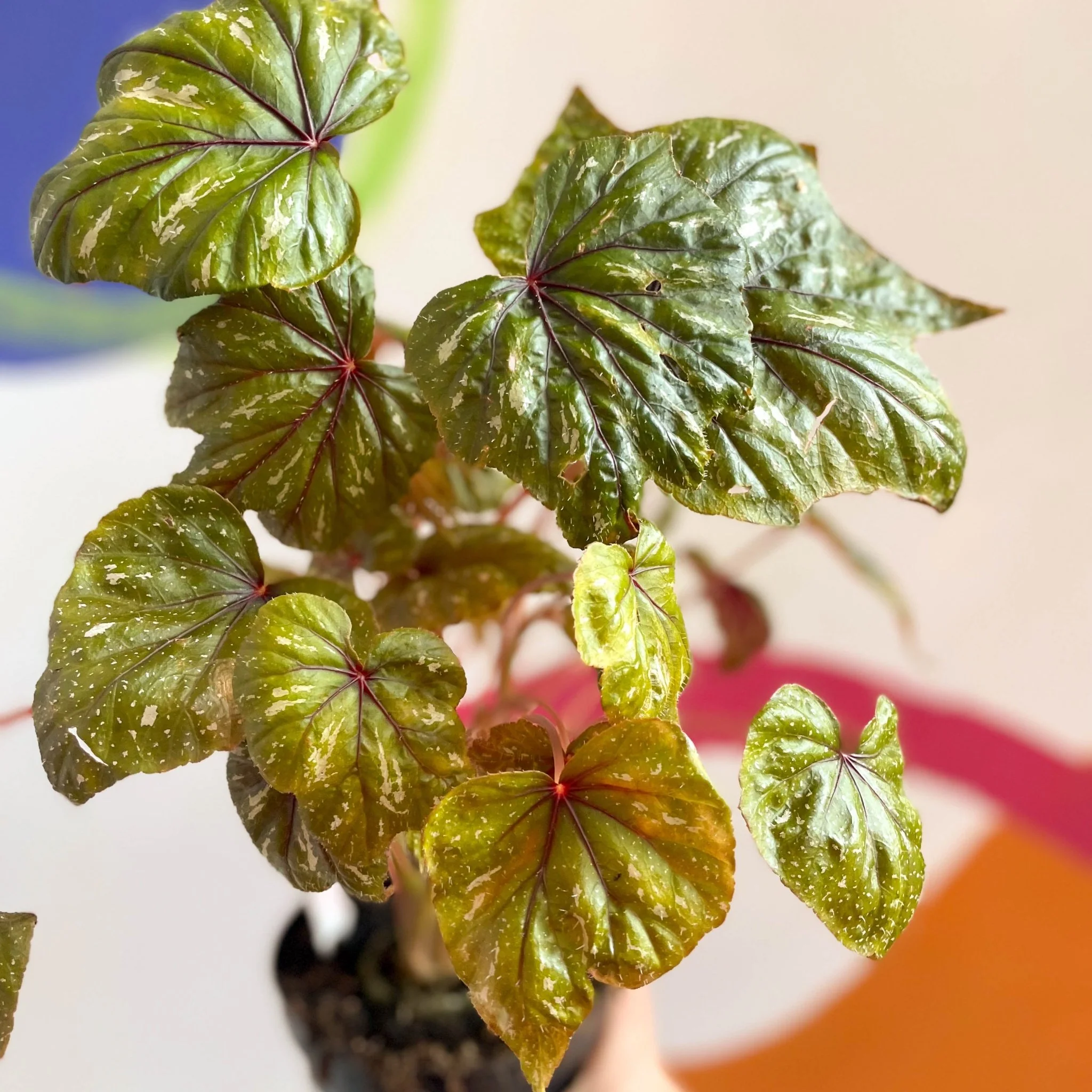 Begonia wollnyii syn. williamsii - Welsh Grown - Image 6
