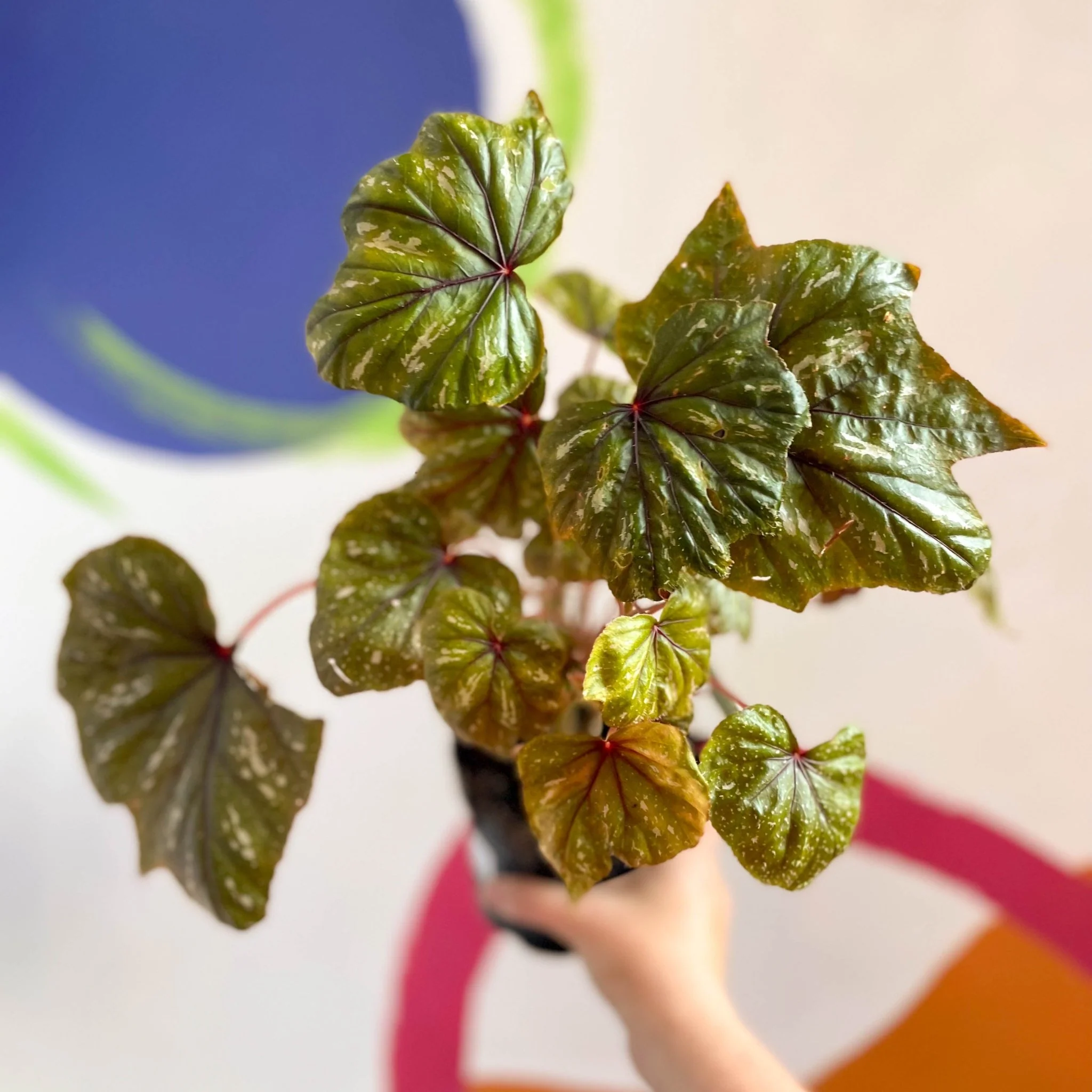 Begonia wollnyii syn. williamsii - Welsh Grown - Image 7