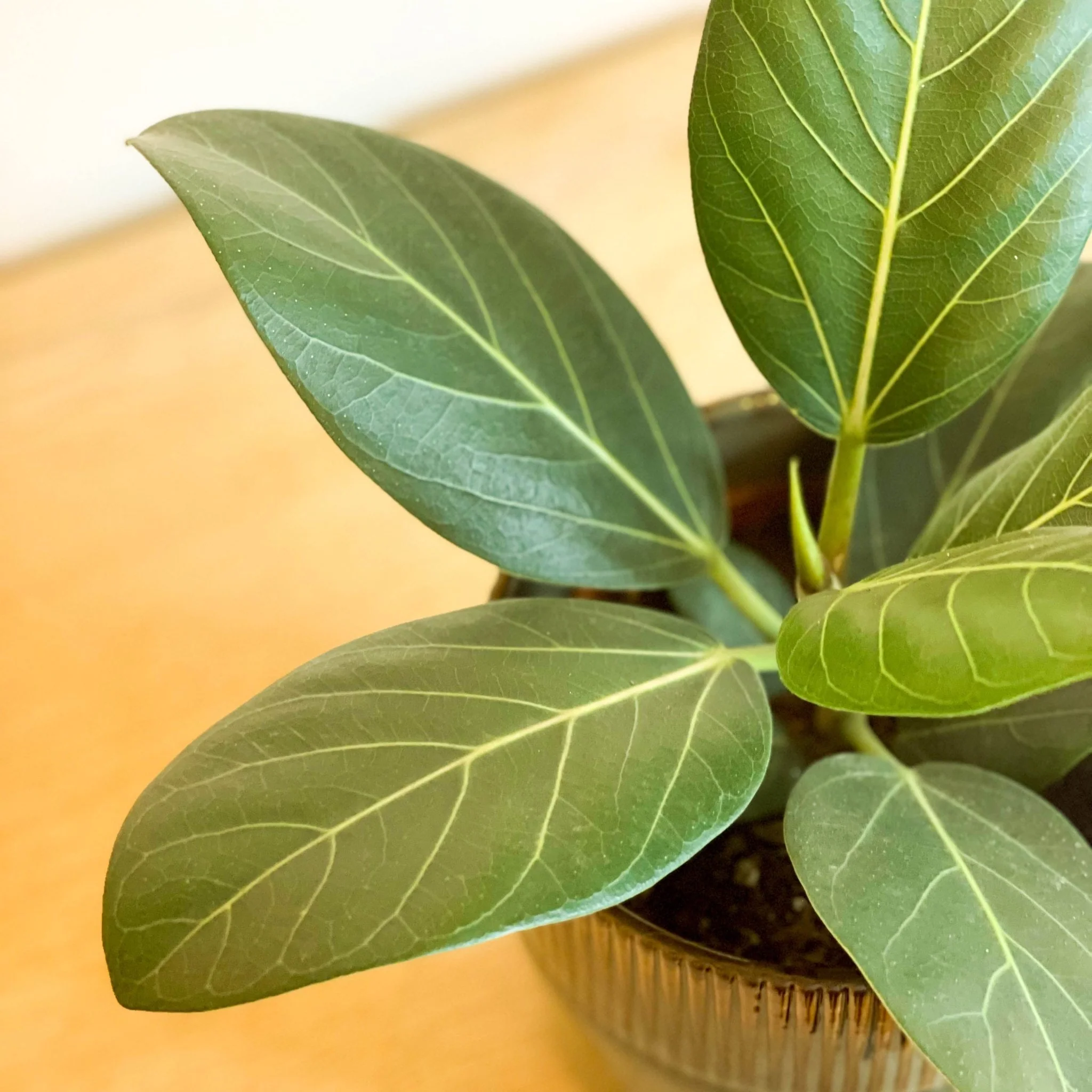 Ficus benghalensis - Bengal Fig - Image 2