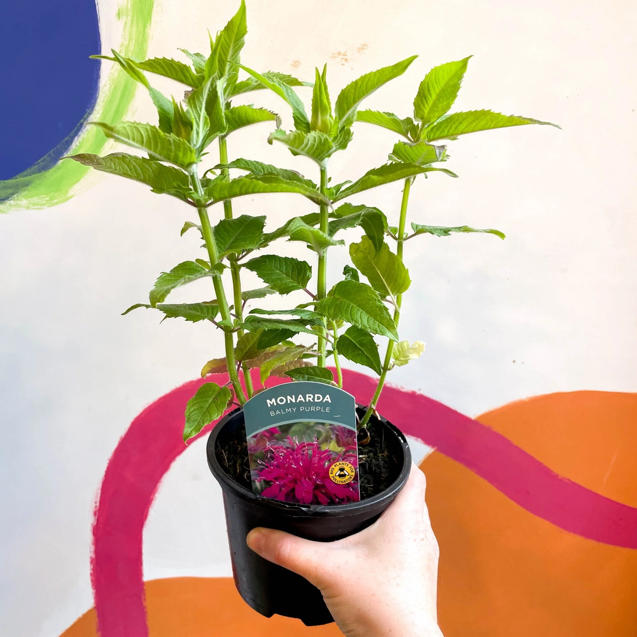 Bergamot - Monarda didyma 'Balmy Purple' - British Grown Perennial - Image 2