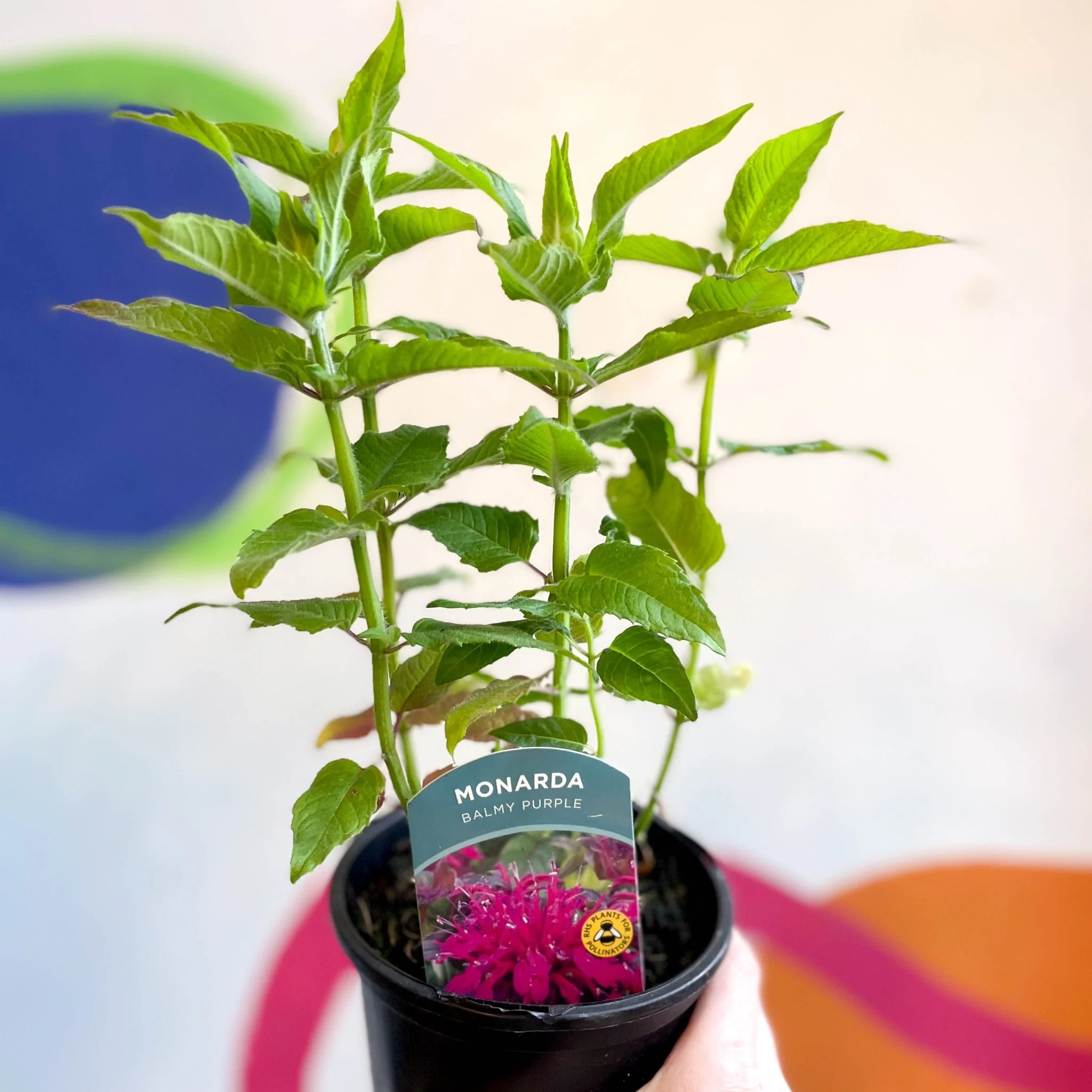 Bergamot - Monarda didyma 'Balmy Purple' - British Grown Perennial - Image 3