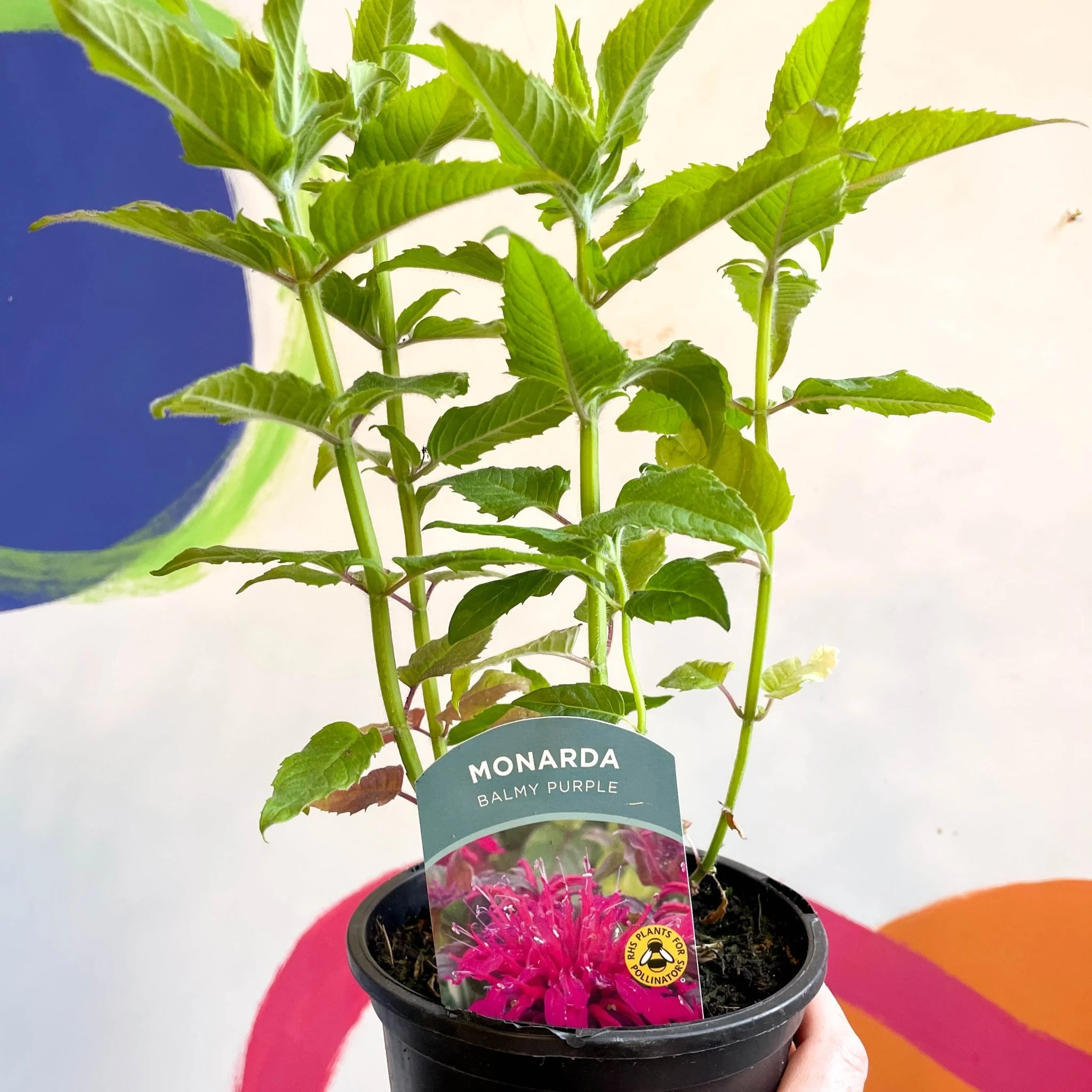 Bergamot - Monarda didyma 'Balmy Purple' - British Grown Perennial - Image 5