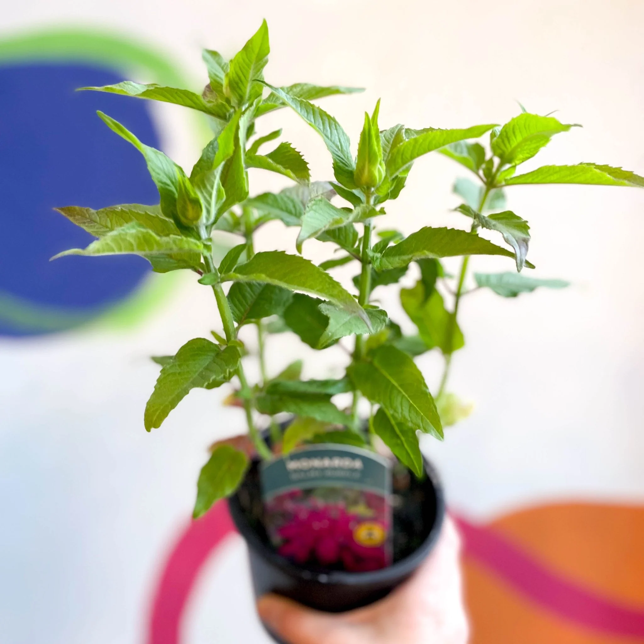 Bergamot - Monarda didyma 'Balmy Purple' - British Grown Perennial - Image 6