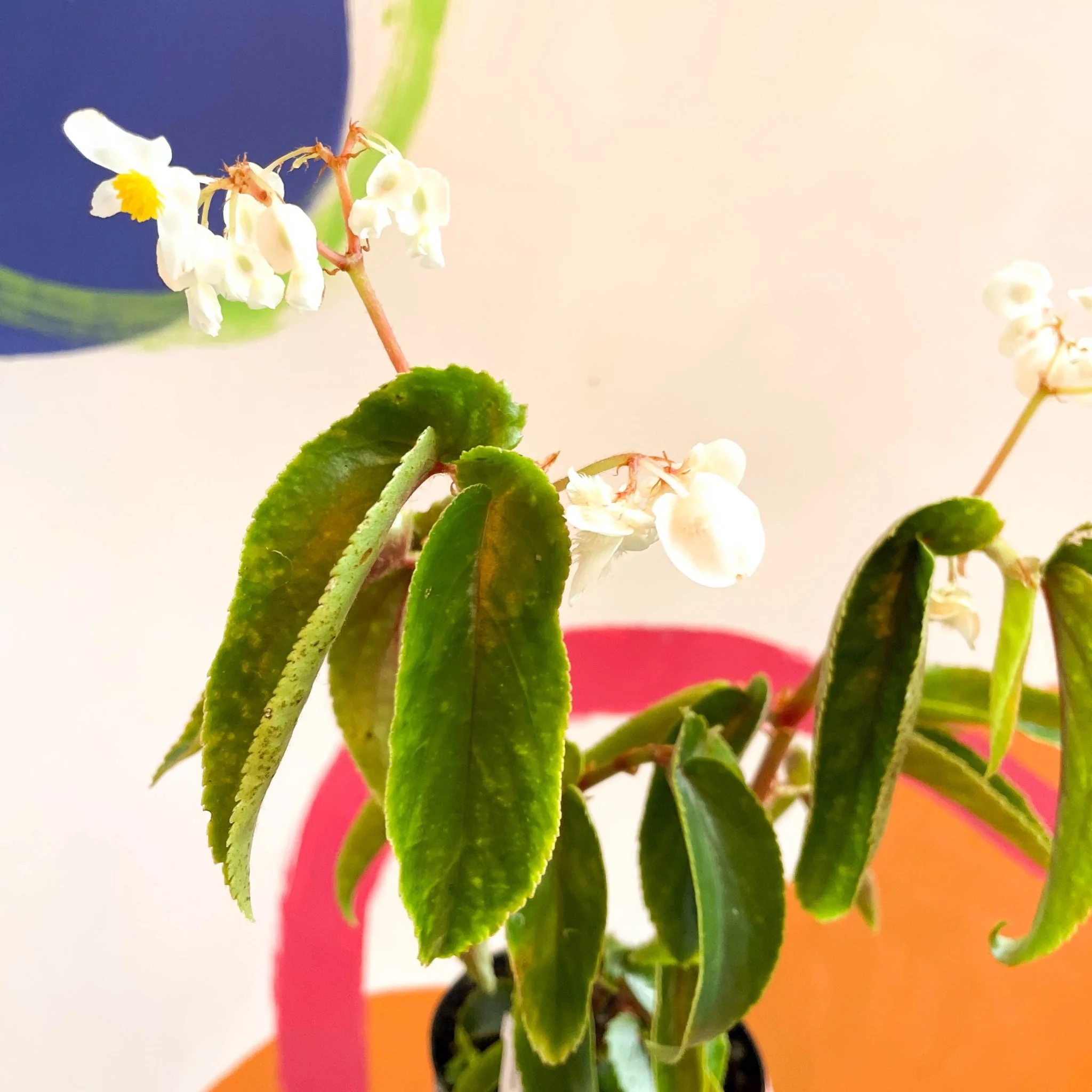 Begonia cornitepala - Welsh Grown - Image 2