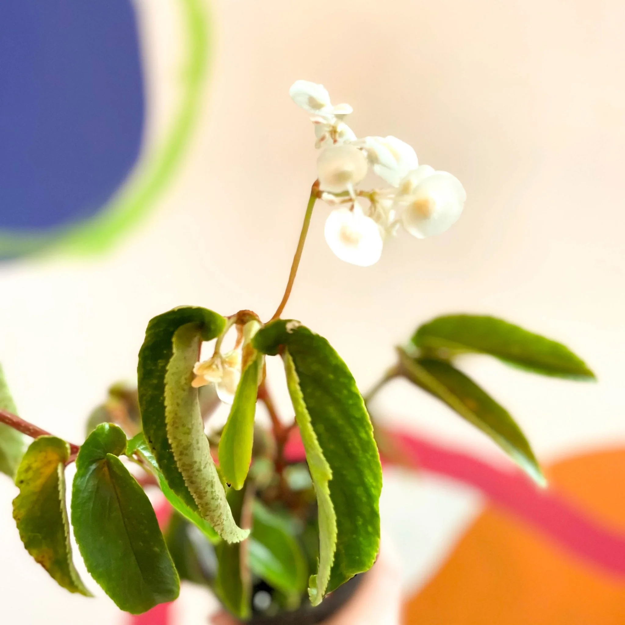 Begonia cornitepala - Welsh Grown - Image 3
