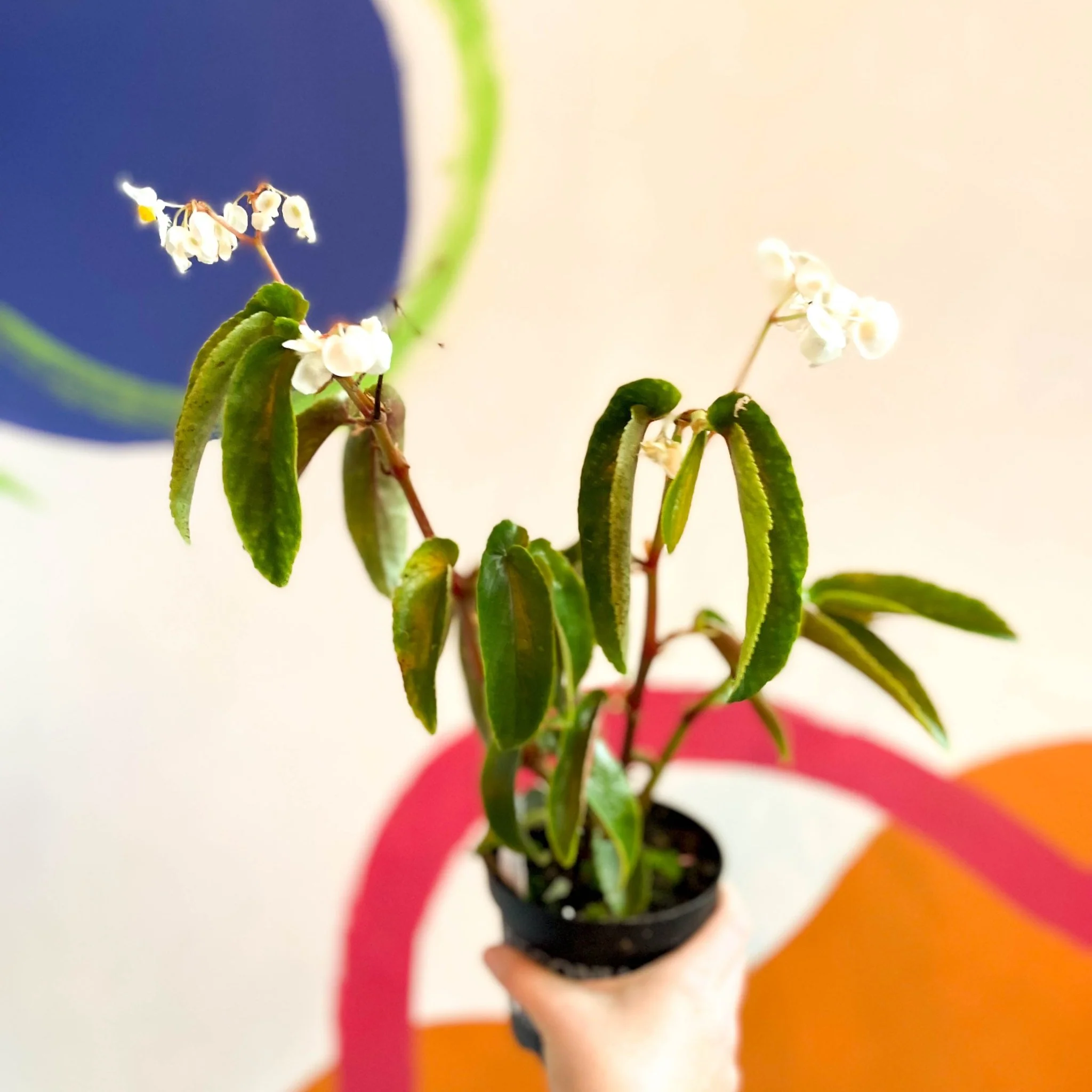 Begonia cornitepala - Welsh Grown - Image 4