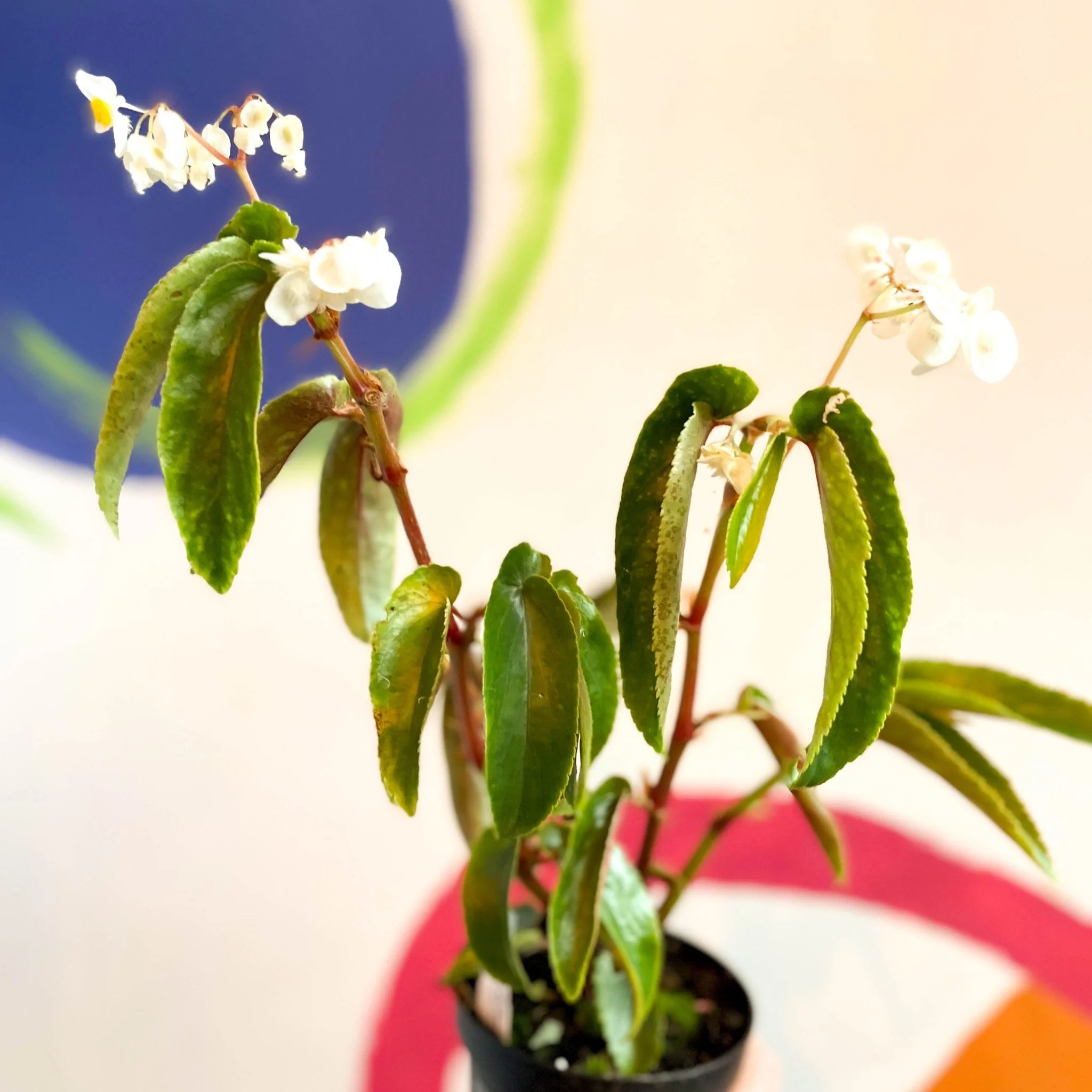 Begonia cornitepala - Welsh Grown - Image 5