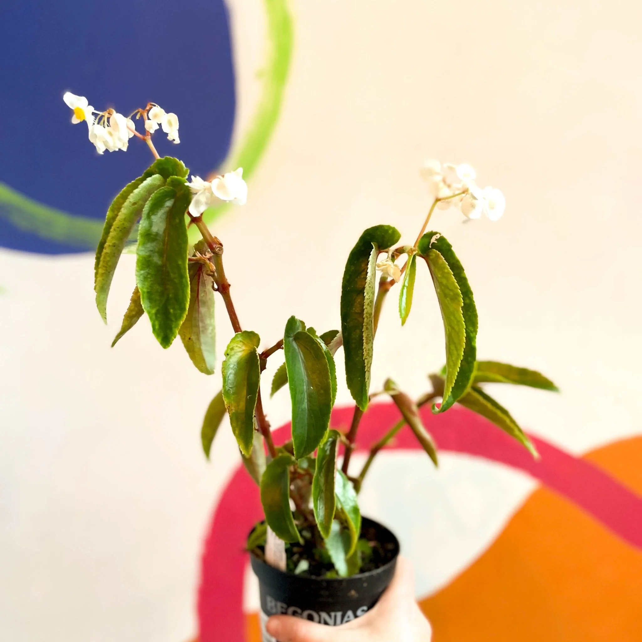 Begonia cornitepala - Welsh Grown - Image 6