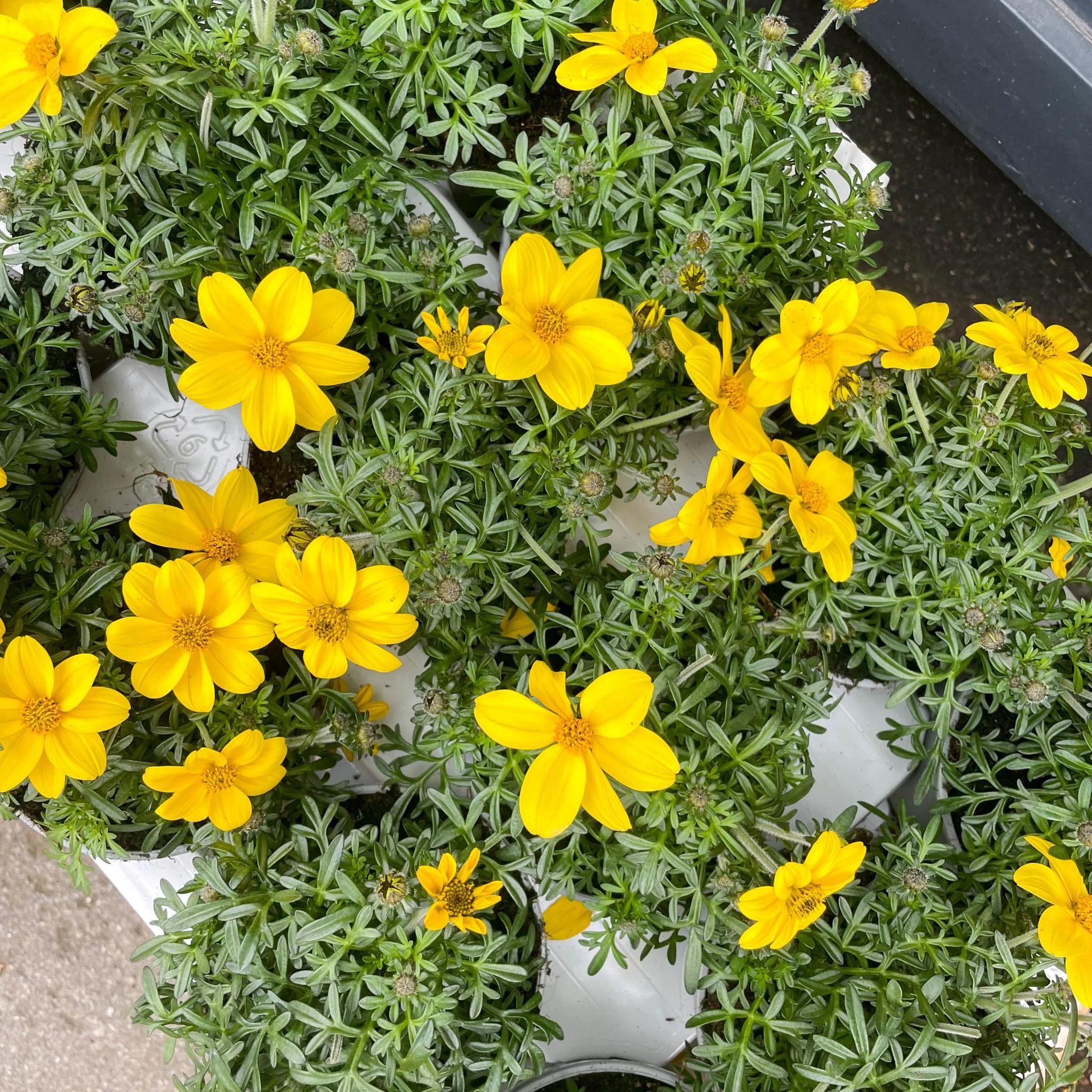 Bidens ferulifolia 'Eldorado' - Image 2