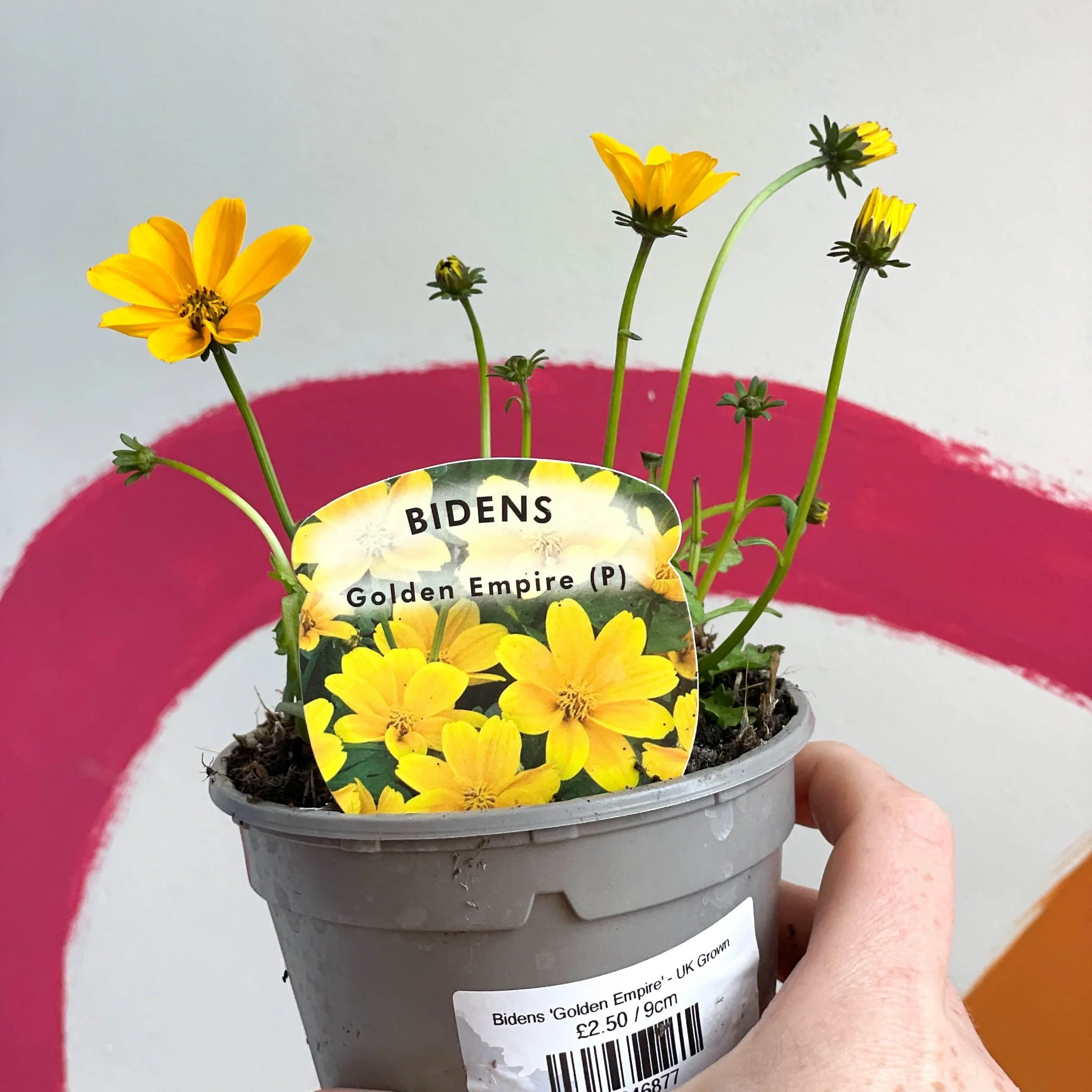 Bidens 'Golden Empire' - UK Grown - Image 2