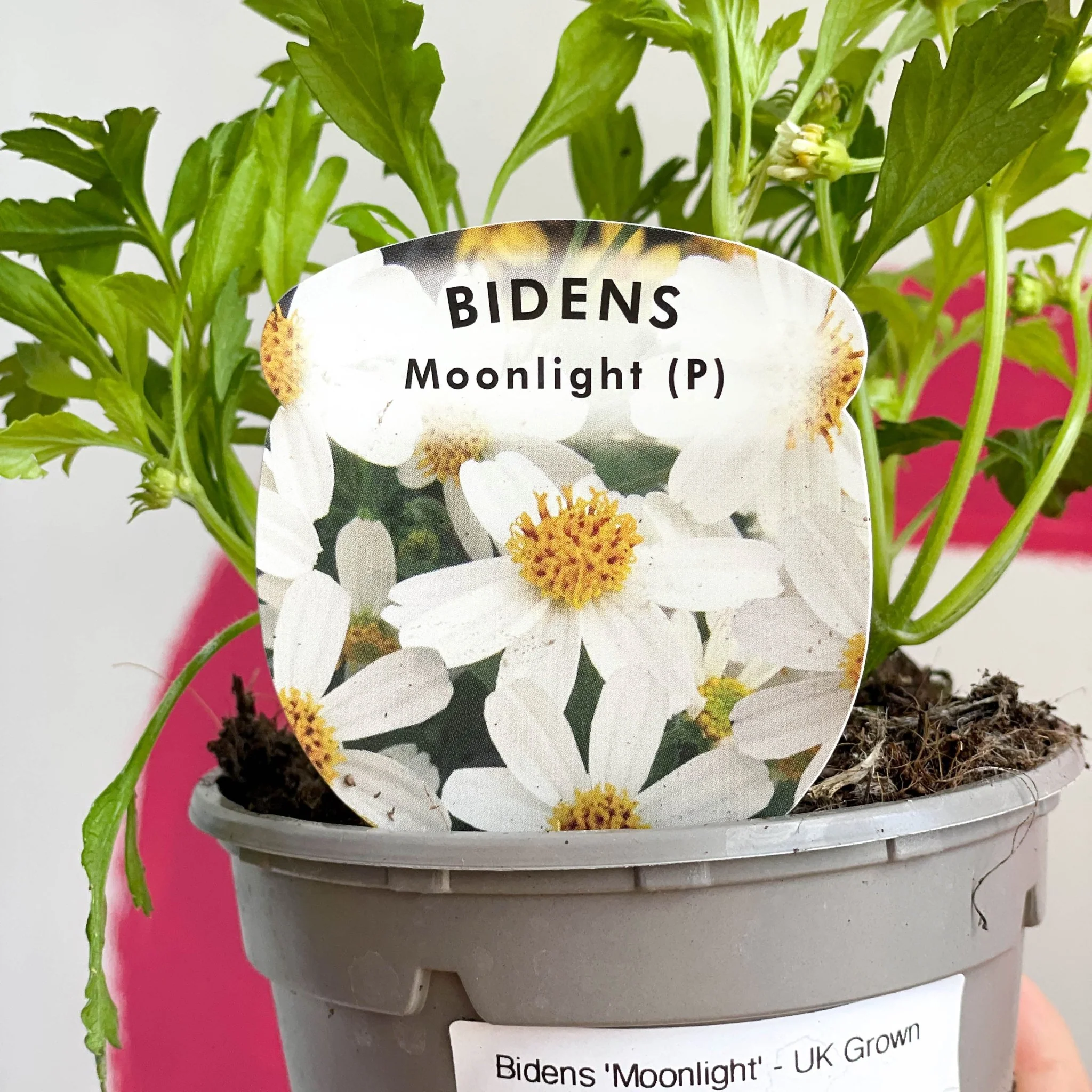 Bidens 'Moonlight' - UK Grown - Image 2