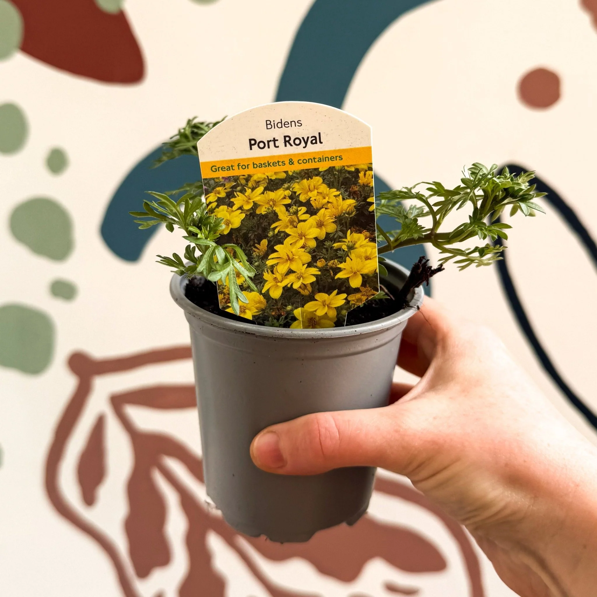 Bidens 'Port Royal' - UK Grown