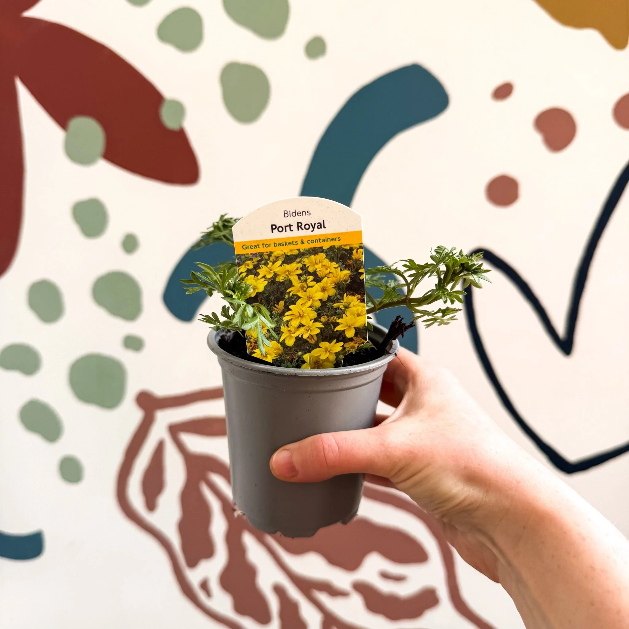 Bidens 'Port Royal' - UK Grown - Image 2