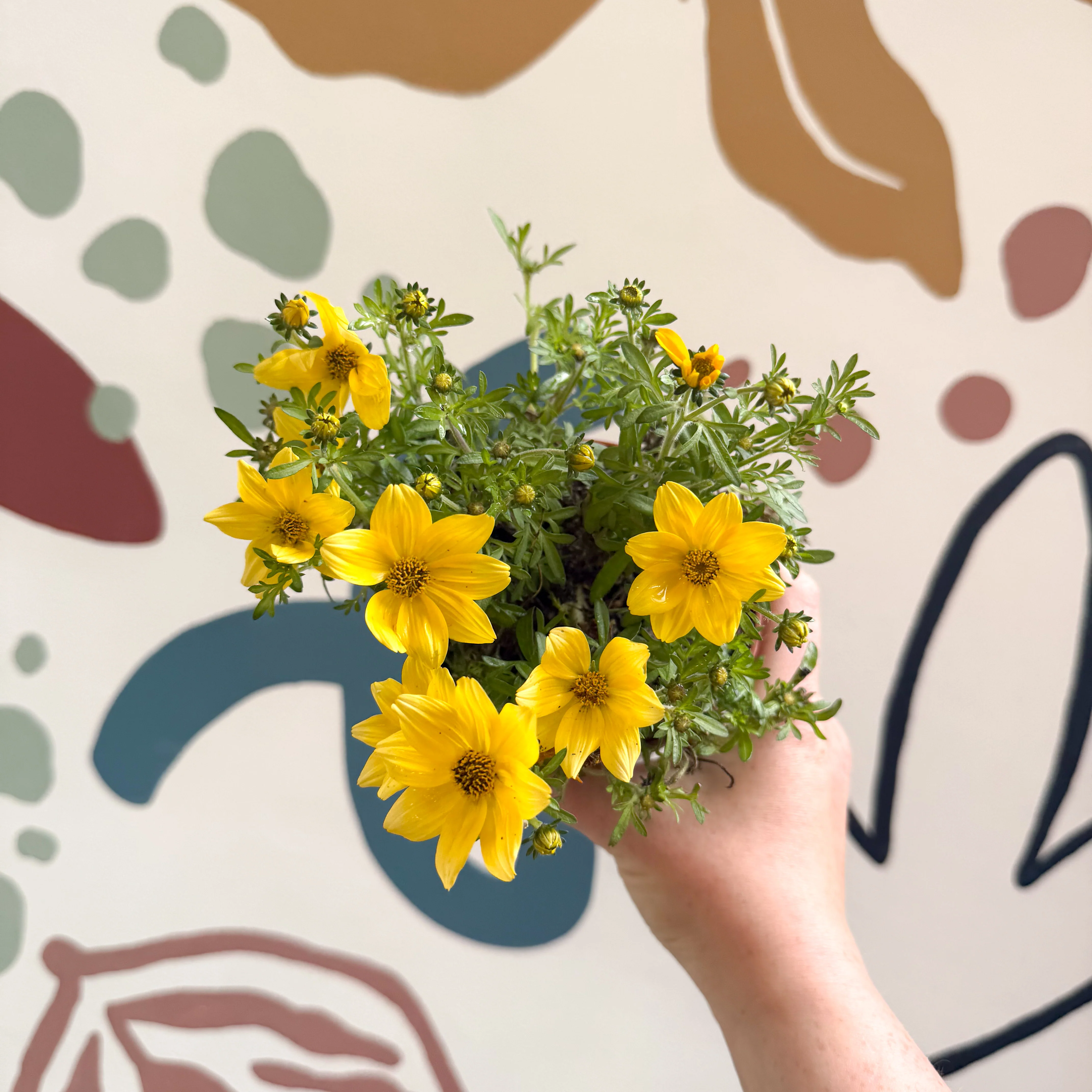 Bidens - Yellow Beggar's Tick - Image 3