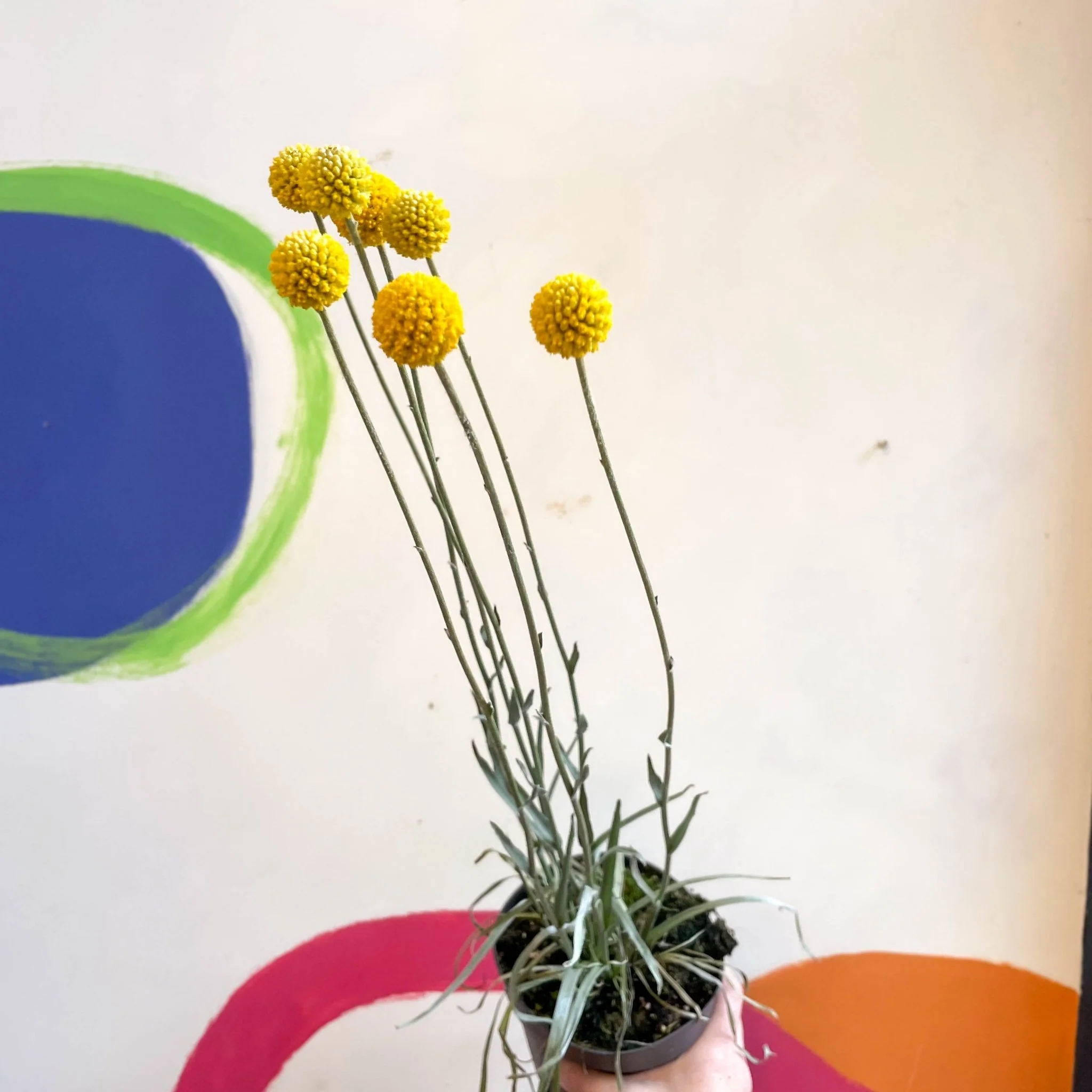 Craspedia globosa 'Golf Beauty' - Billy Buttons