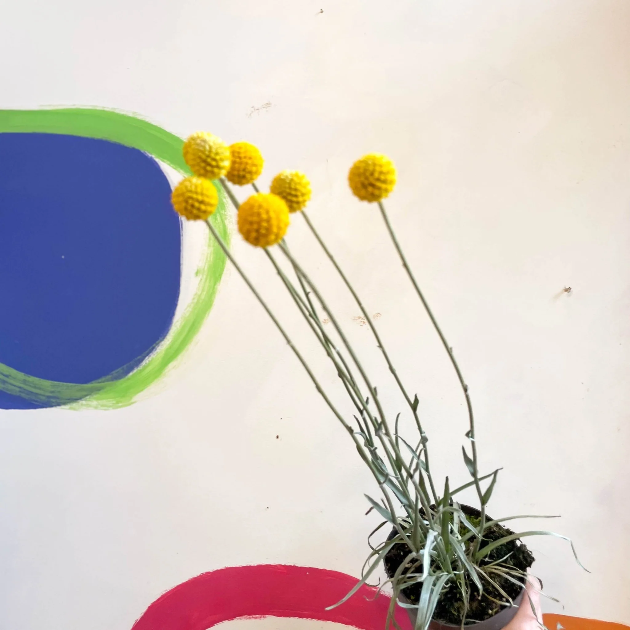 Craspedia globosa 'Golf Beauty' - Billy Buttons - Image 2