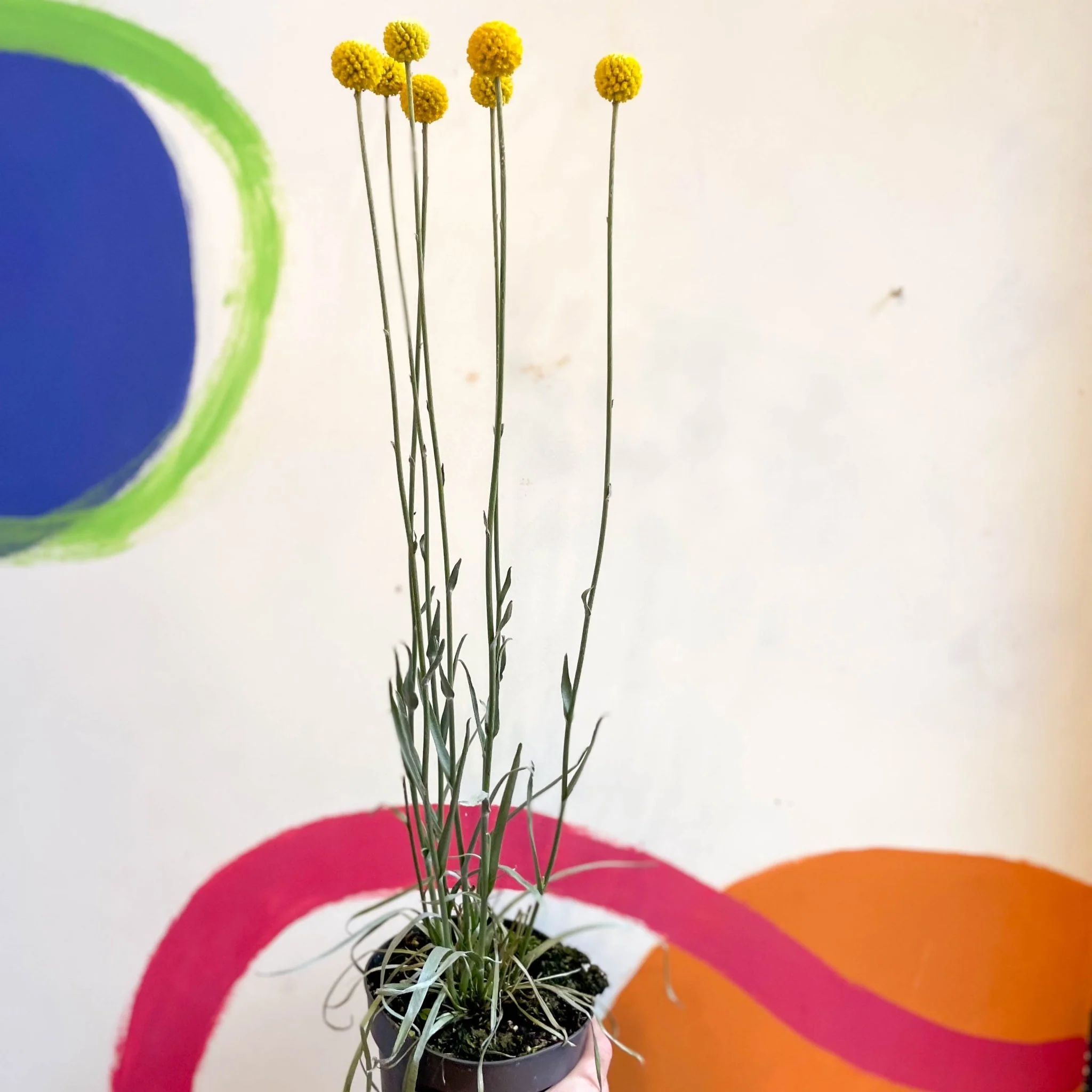 Craspedia globosa 'Golf Beauty' - Billy Buttons - Image 3