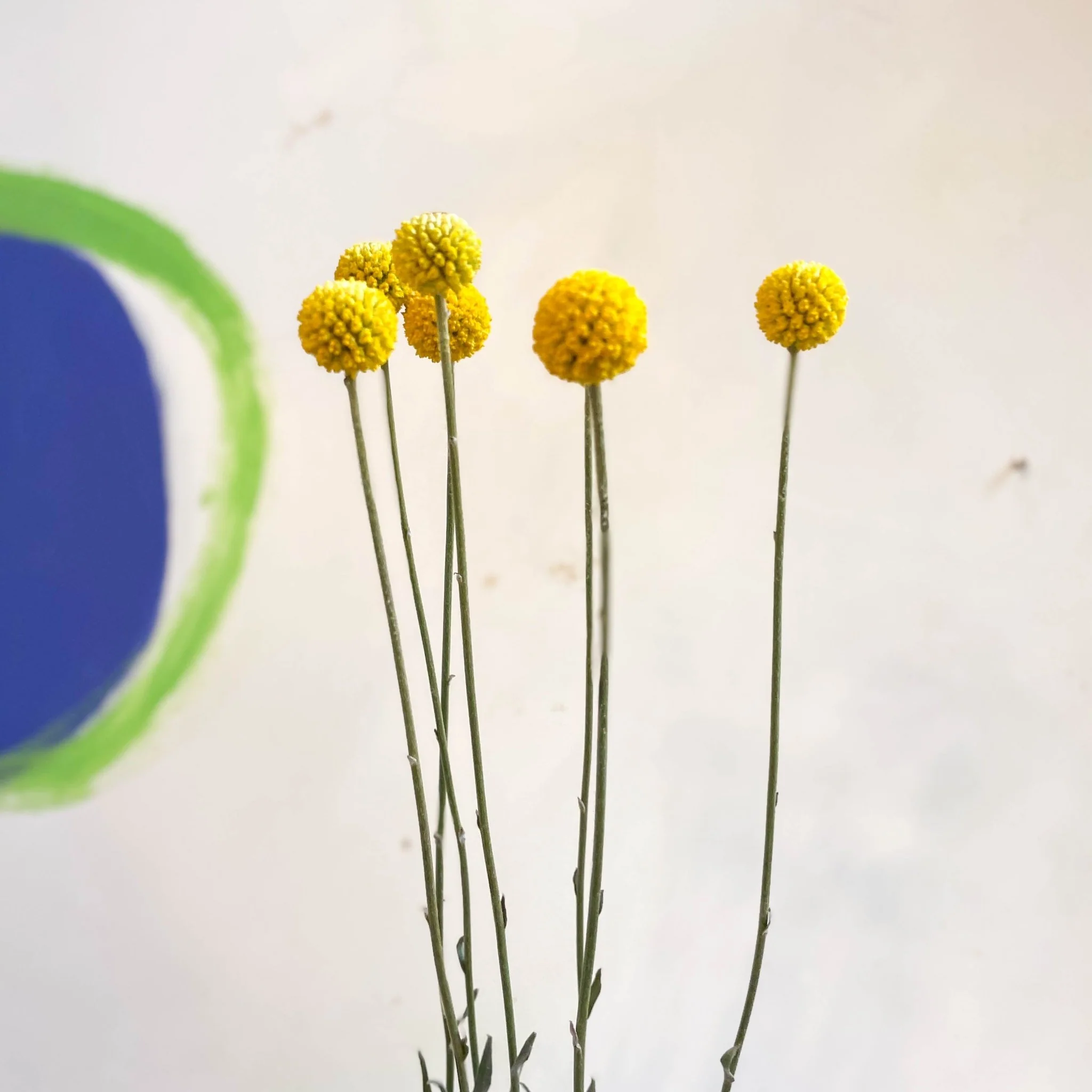 Craspedia globosa 'Golf Beauty' - Billy Buttons - Image 4
