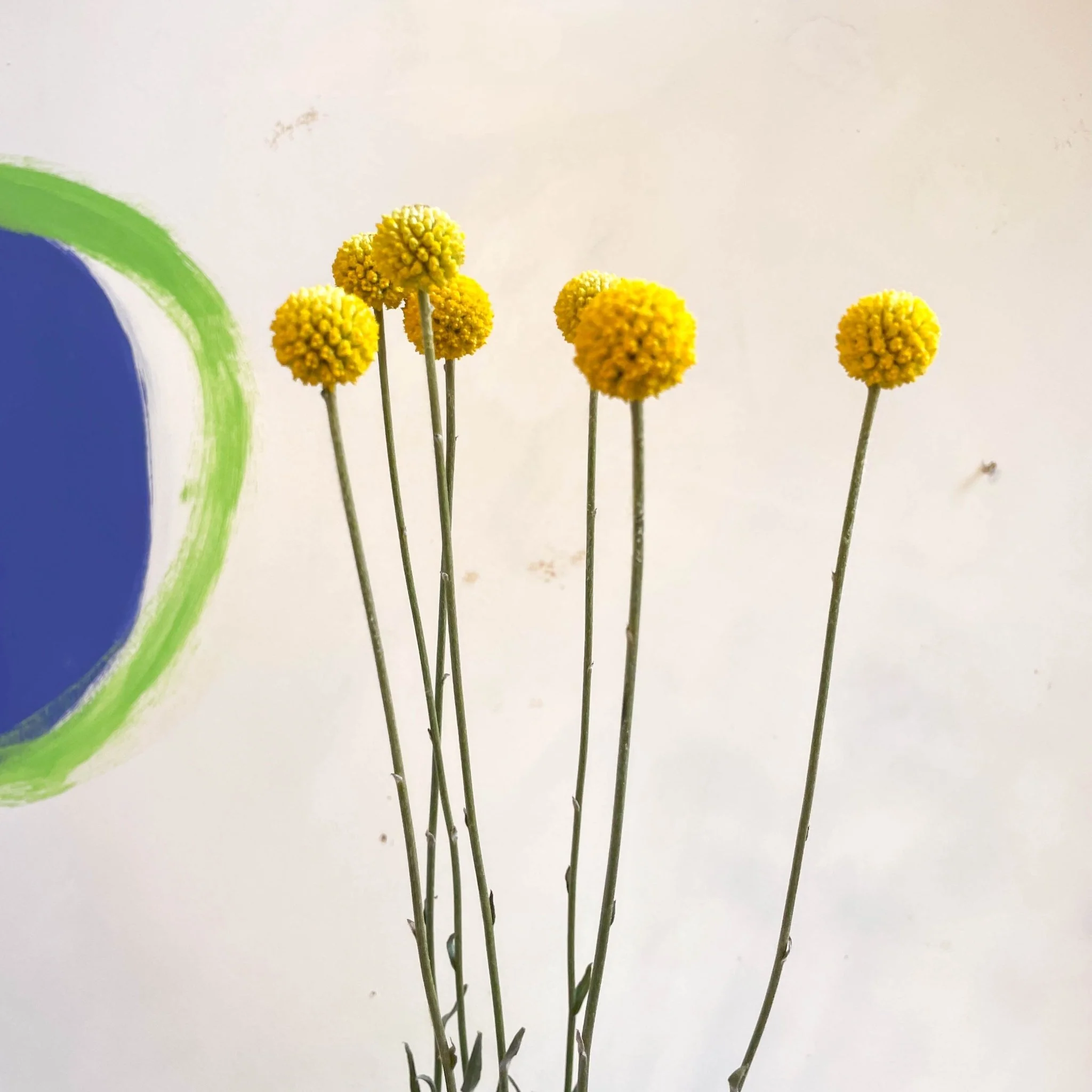 Craspedia globosa 'Golf Beauty' - Billy Buttons - Image 5