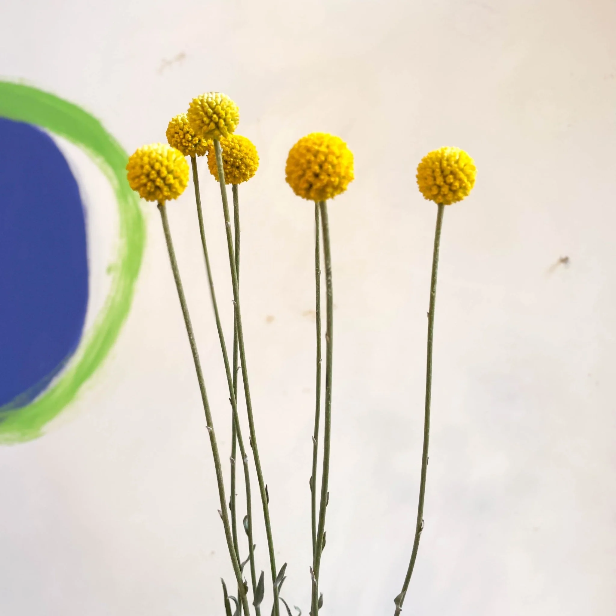 Craspedia globosa 'Golf Beauty' - Billy Buttons - Image 6