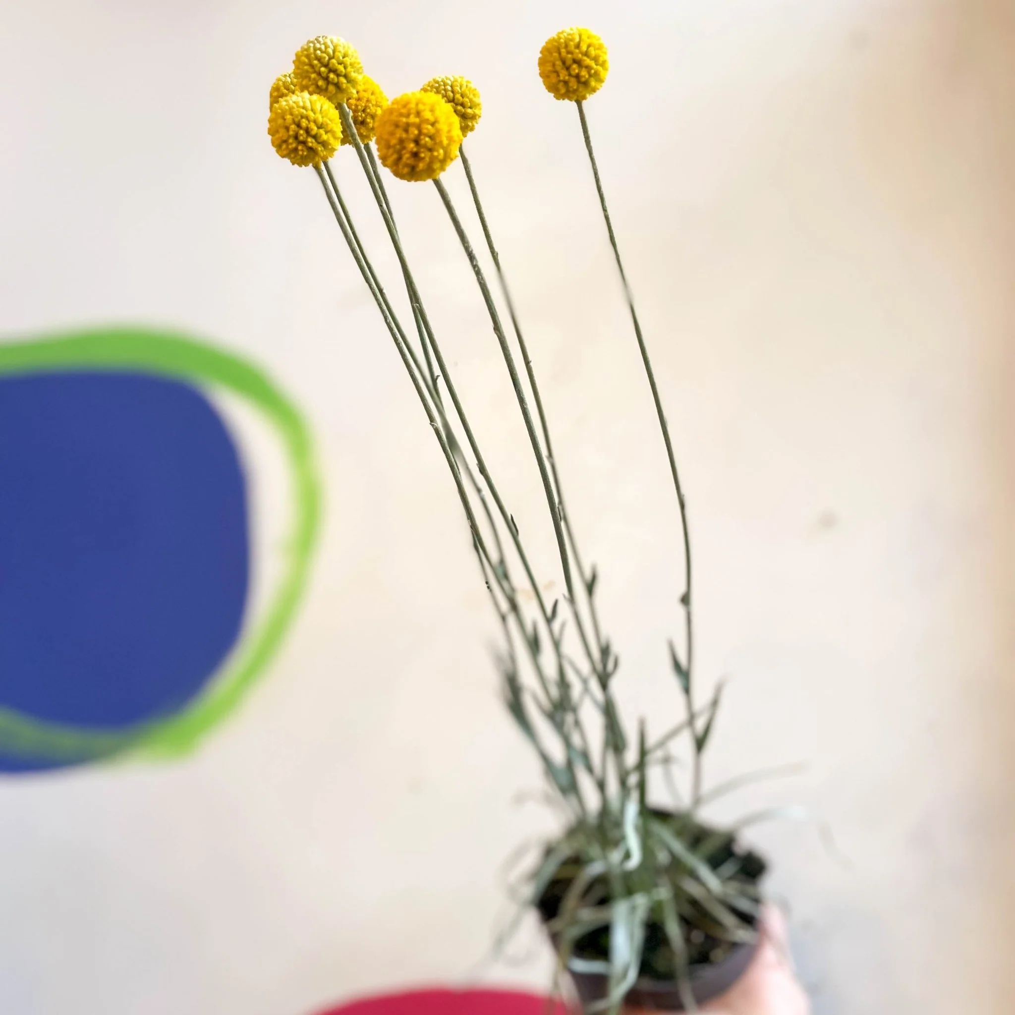 Craspedia globosa 'Golf Beauty' - Billy Buttons - Image 7