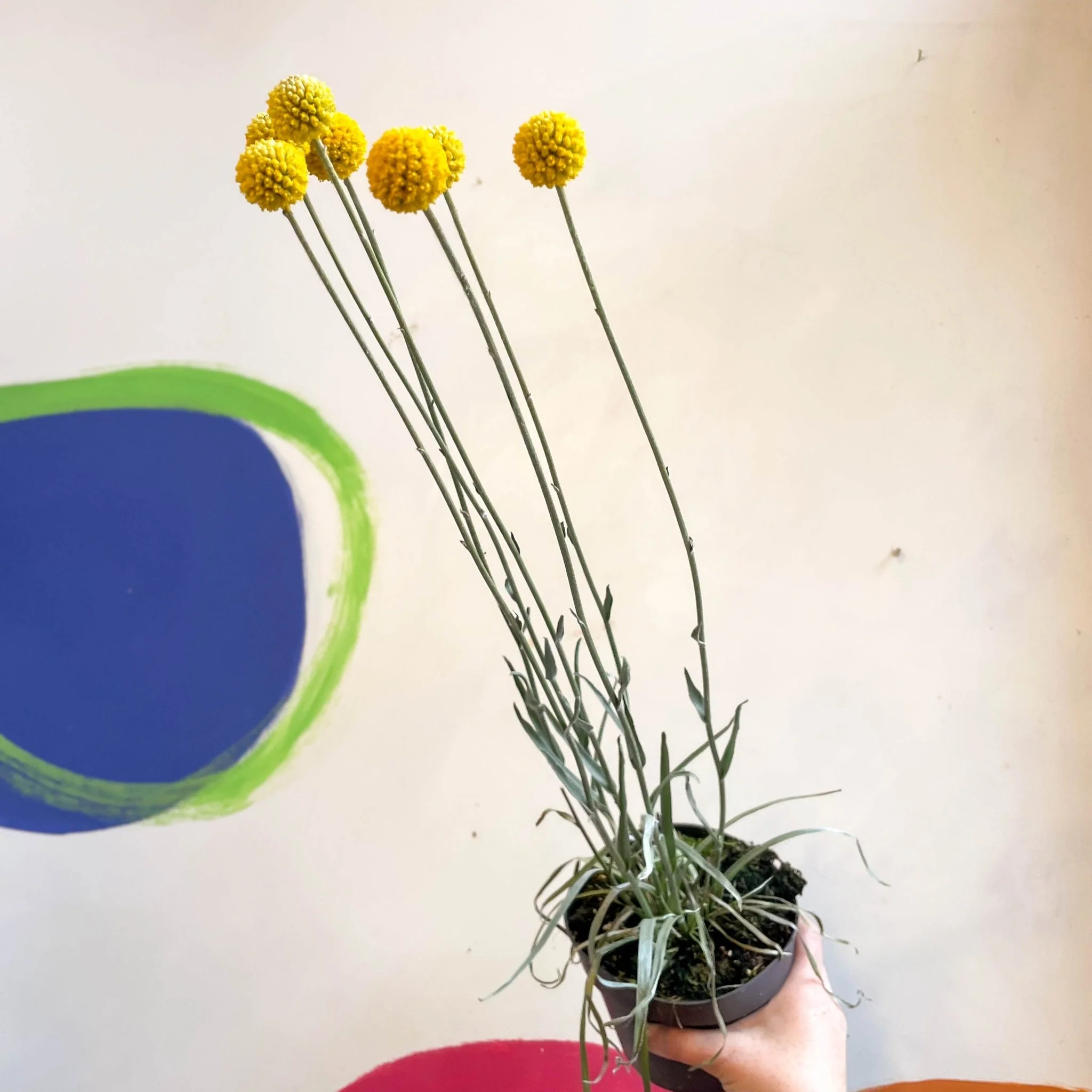 Craspedia globosa 'Golf Beauty' - Billy Buttons - Image 8