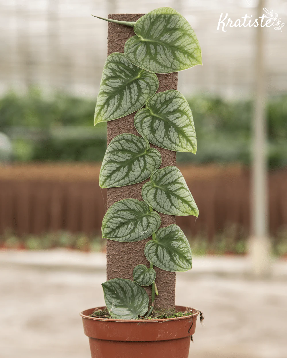Biodegradable Plant Climbing Plank by Kratiste - 100% Natural, Plastic Free - Image 3