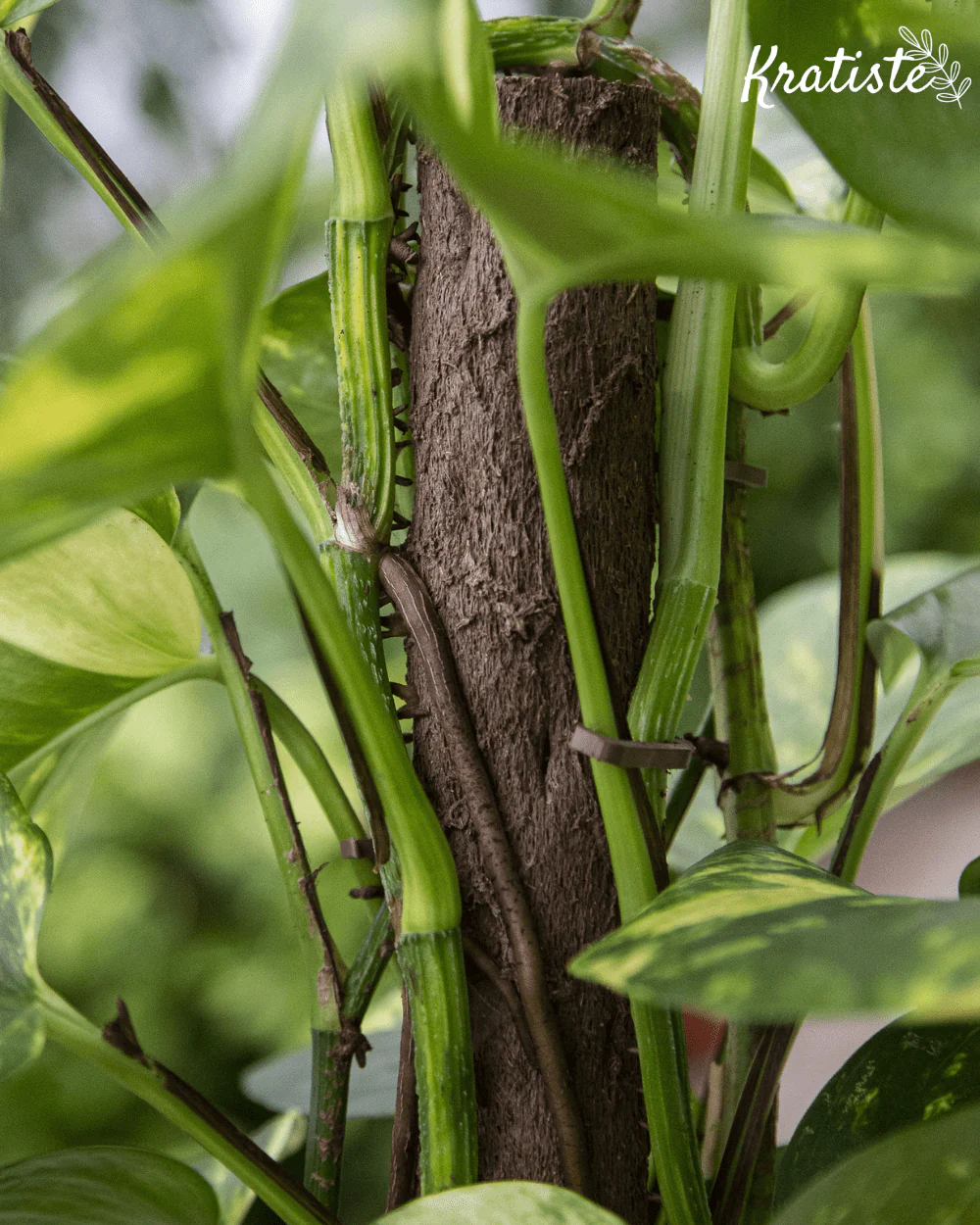 Biodegradable Plant Support Clips by Kratiste - 100% Natural, Plastic Free - Image 2