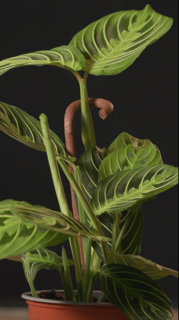 Biodegradable Plant Support Stick by Kratiste - 100% Natural, Plastic Free - Image 2