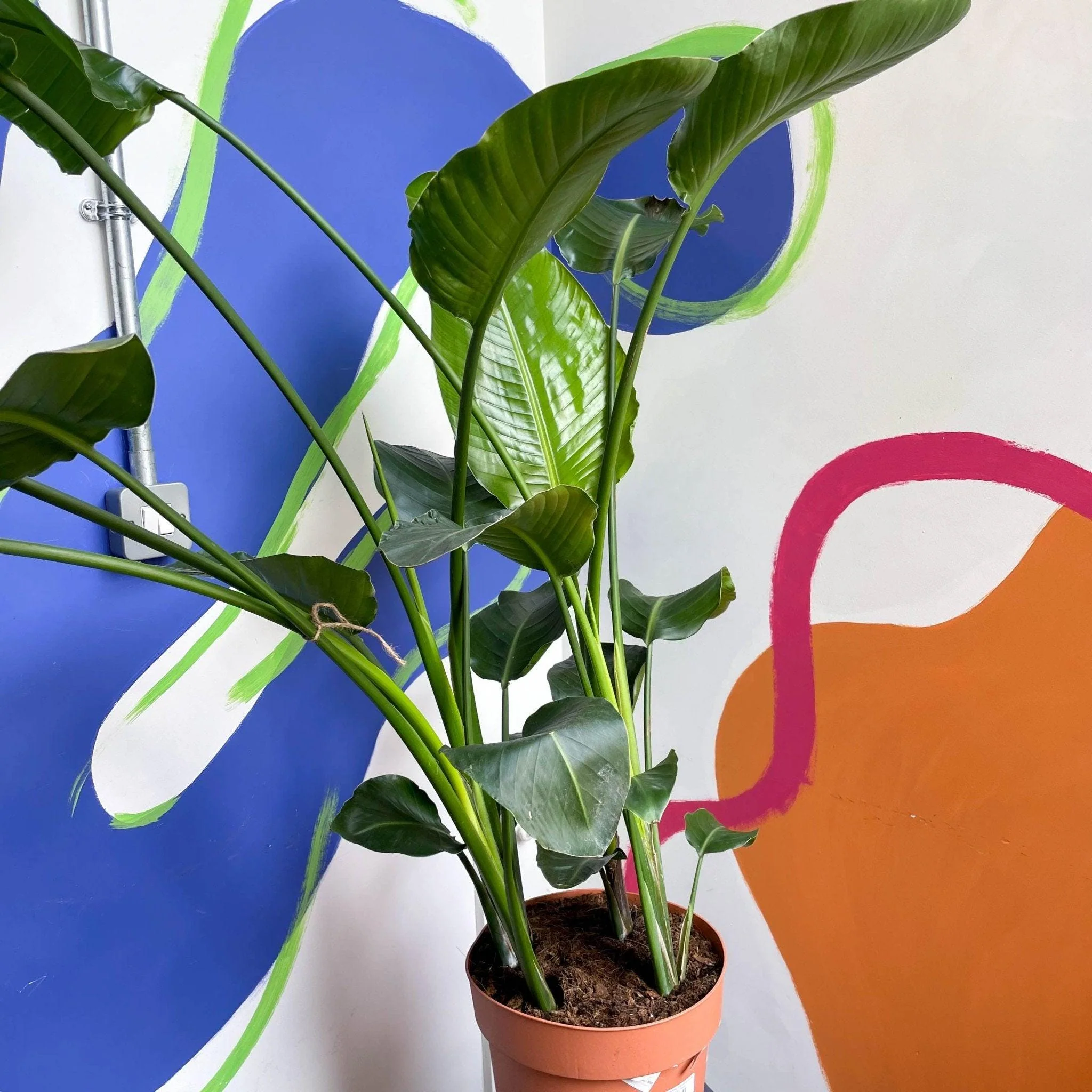 Strelitzia nicolai - Giant White Bird of Paradise - Image 6