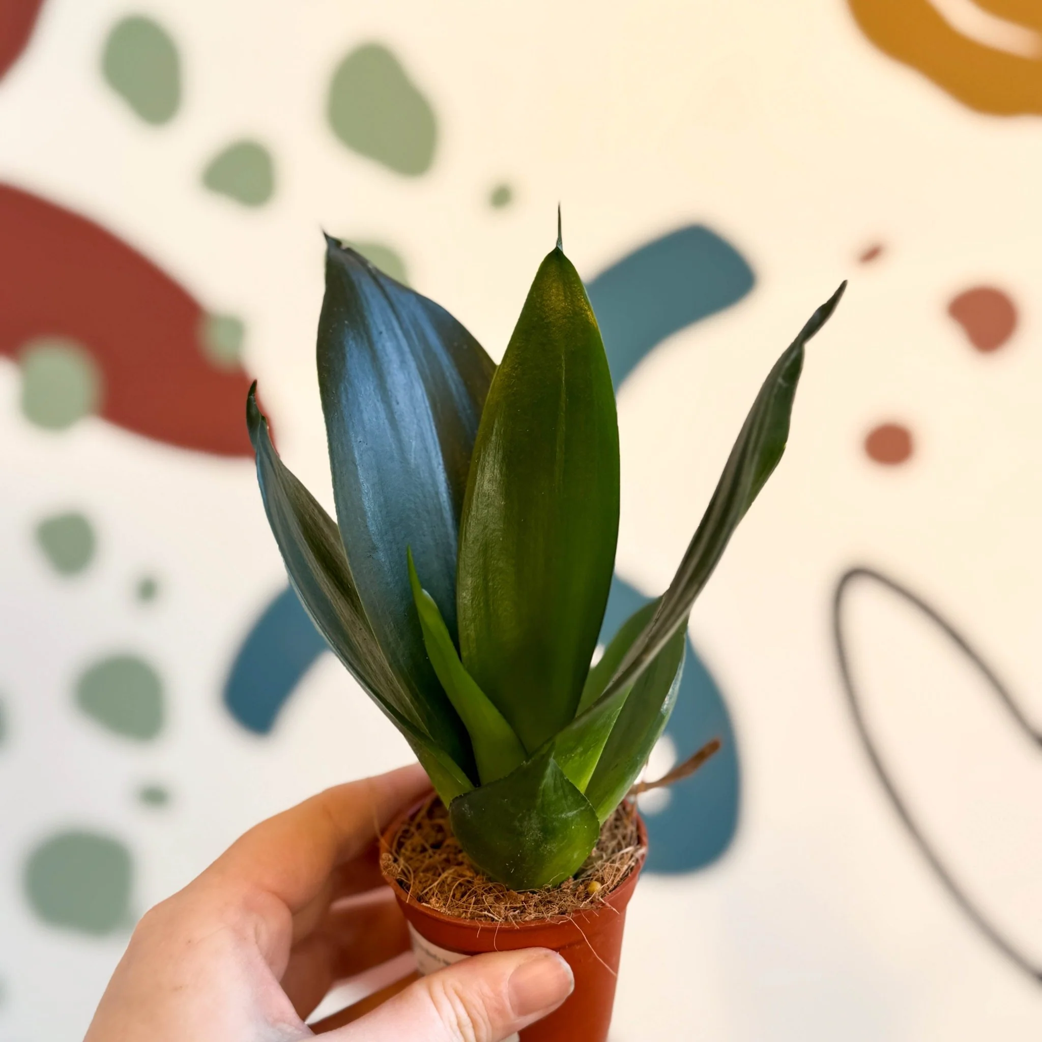 Sansevieria trifasciata ‘Green Hahnii’ – Green Bird’s Nest Snake Plant