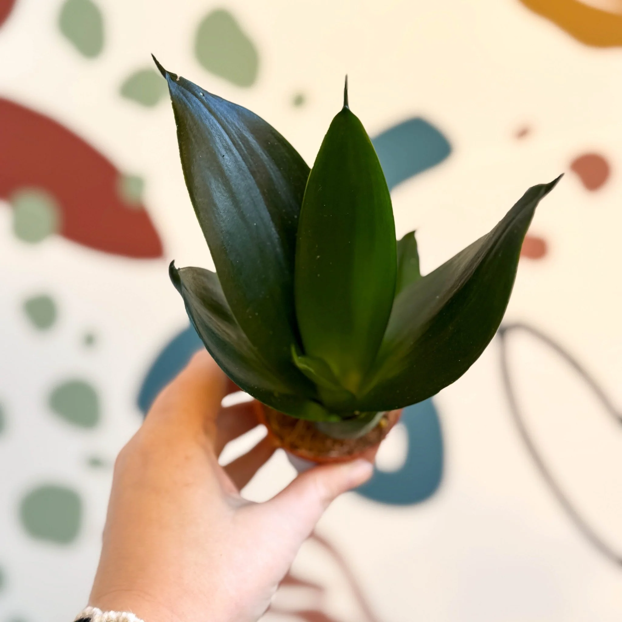 Sansevieria trifasciata ‘Green Hahnii’ – Green Bird’s Nest Snake Plant - Image 2