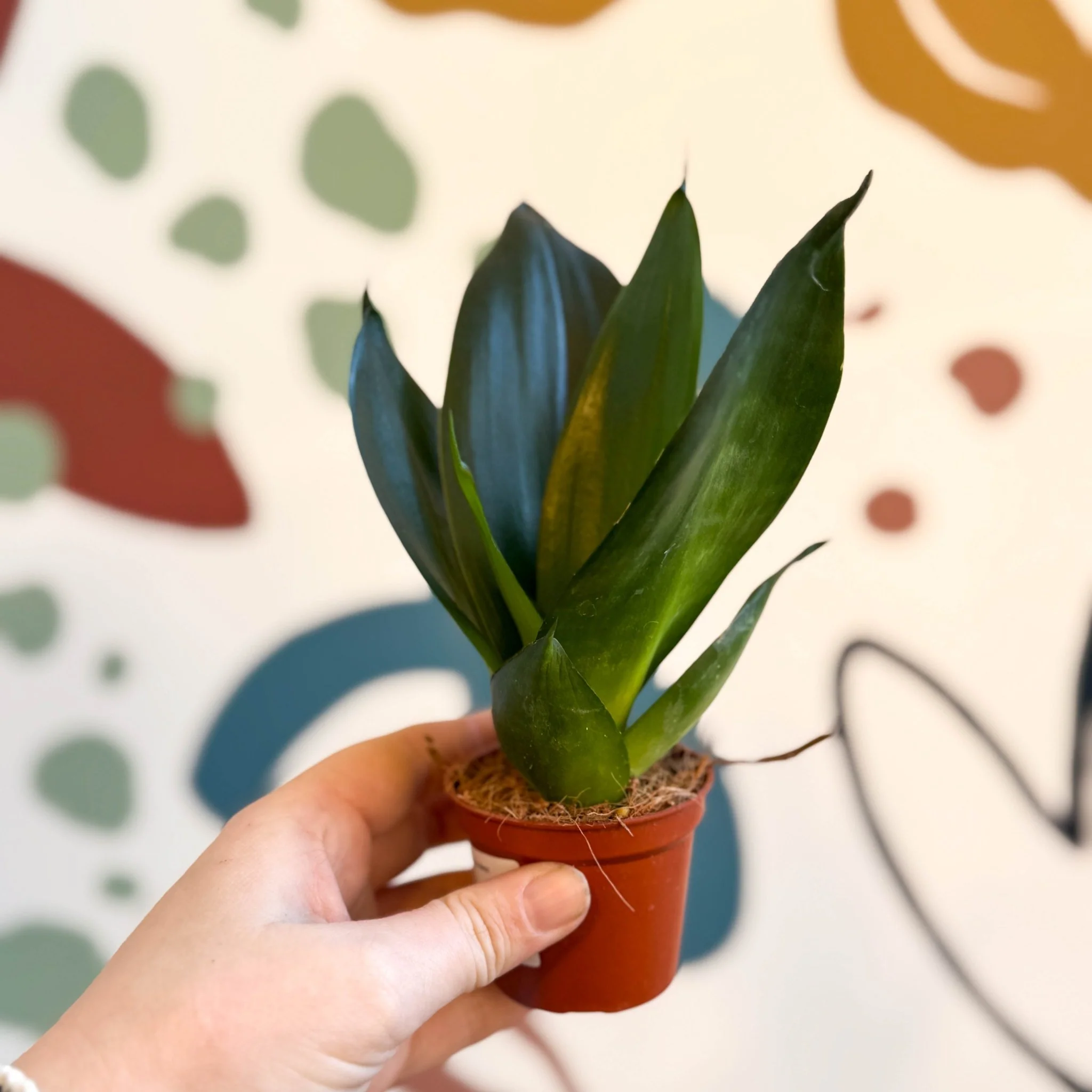 Sansevieria trifasciata ‘Green Hahnii’ – Green Bird’s Nest Snake Plant - Image 3