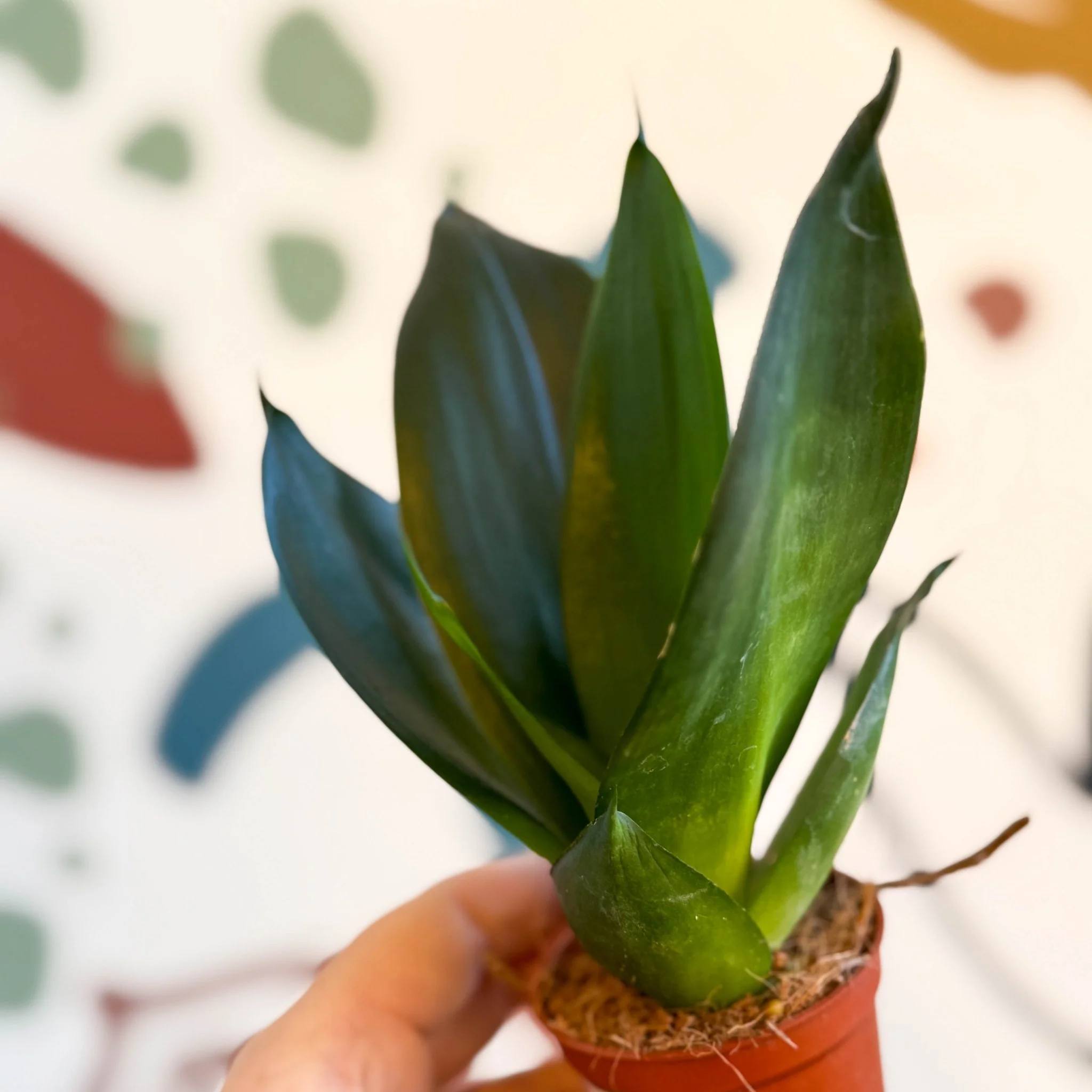 Sansevieria trifasciata ‘Green Hahnii’ – Green Bird’s Nest Snake Plant - Image 4