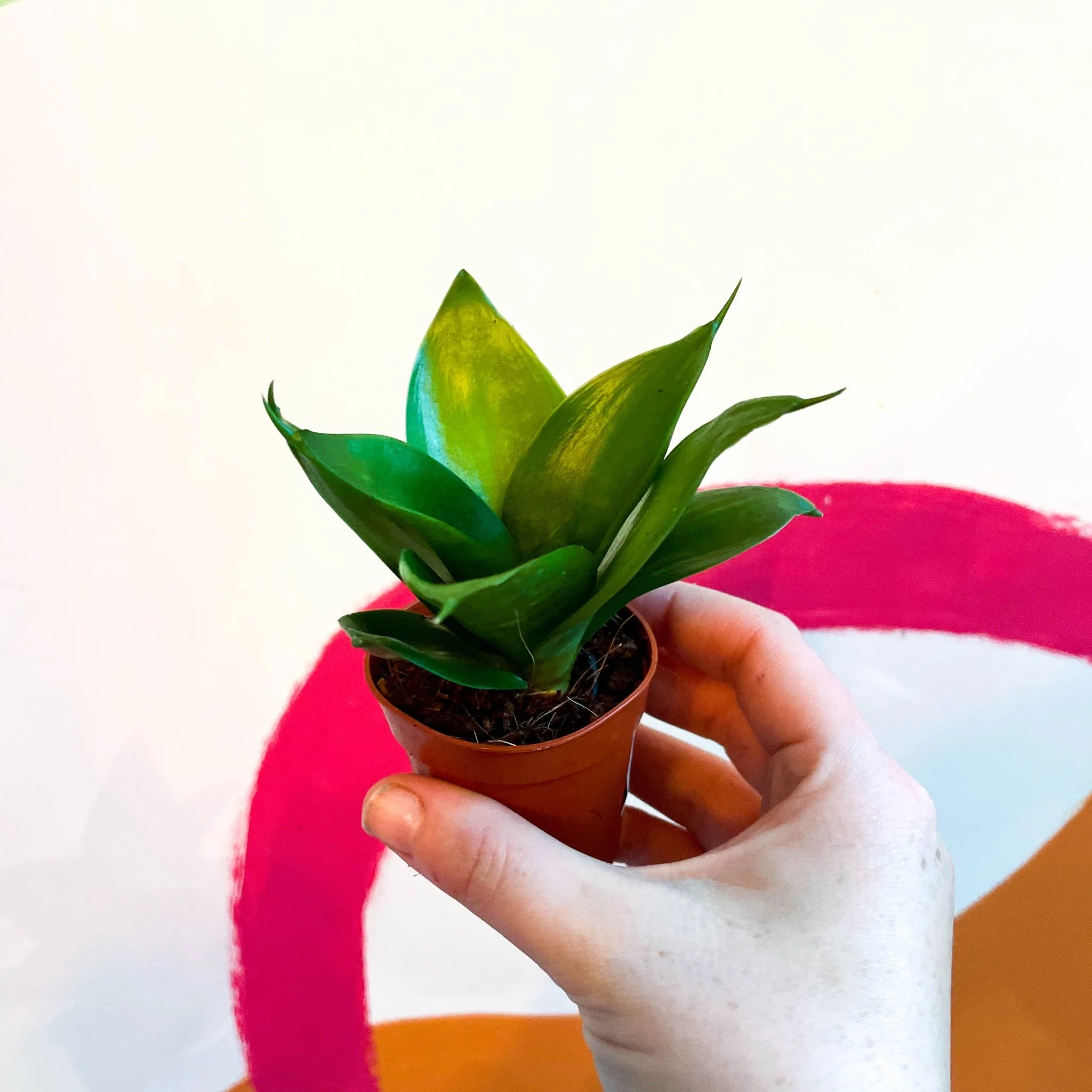 Sansevieria trifasciata 'Jade' - Bird's Nest Snake Plant